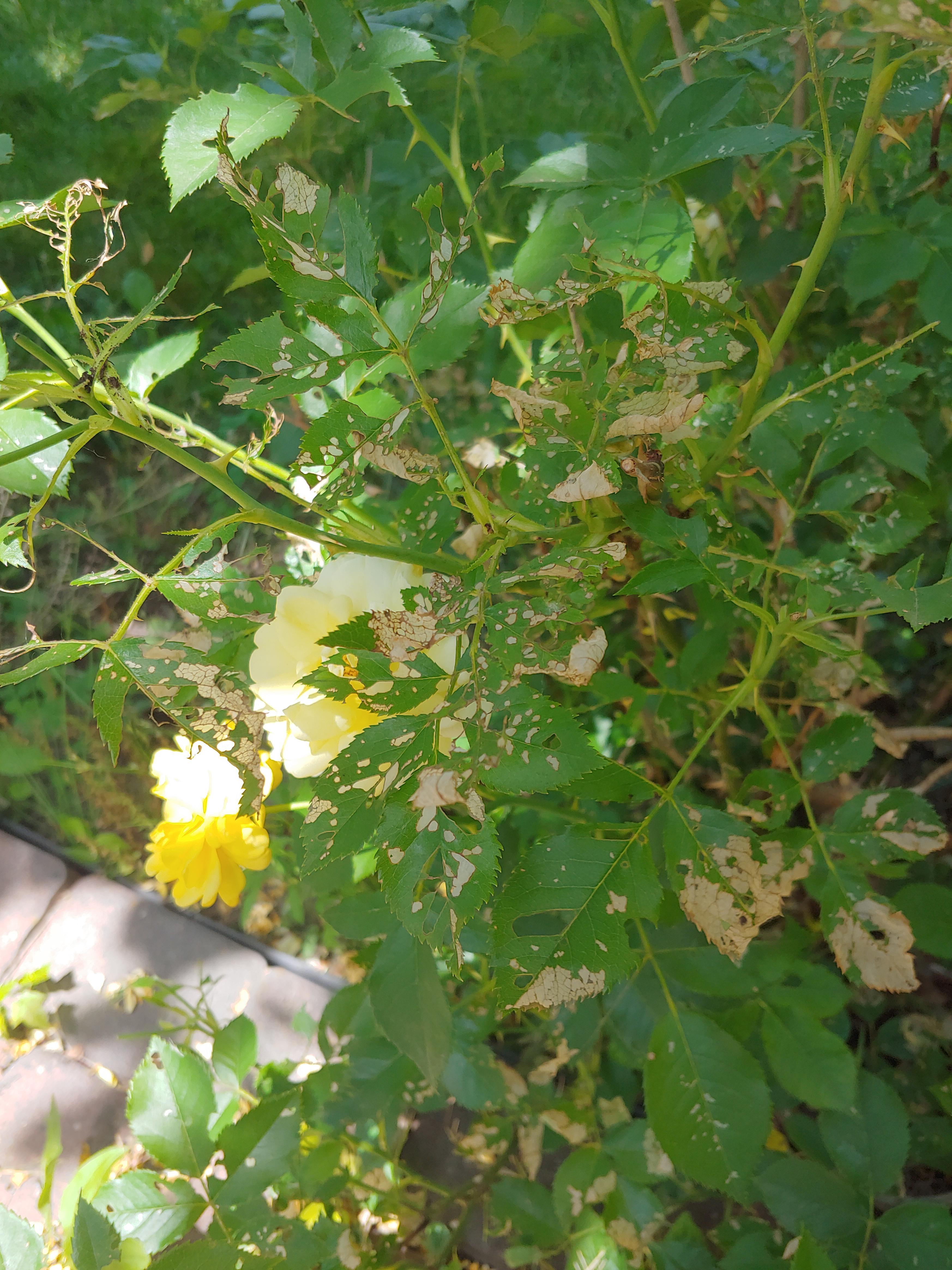 What is eating my rose bush?! r/plantclinic