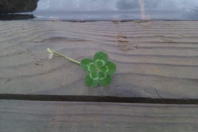 A 5 leaf clover I found in Oklahoma. mildlyinteresting