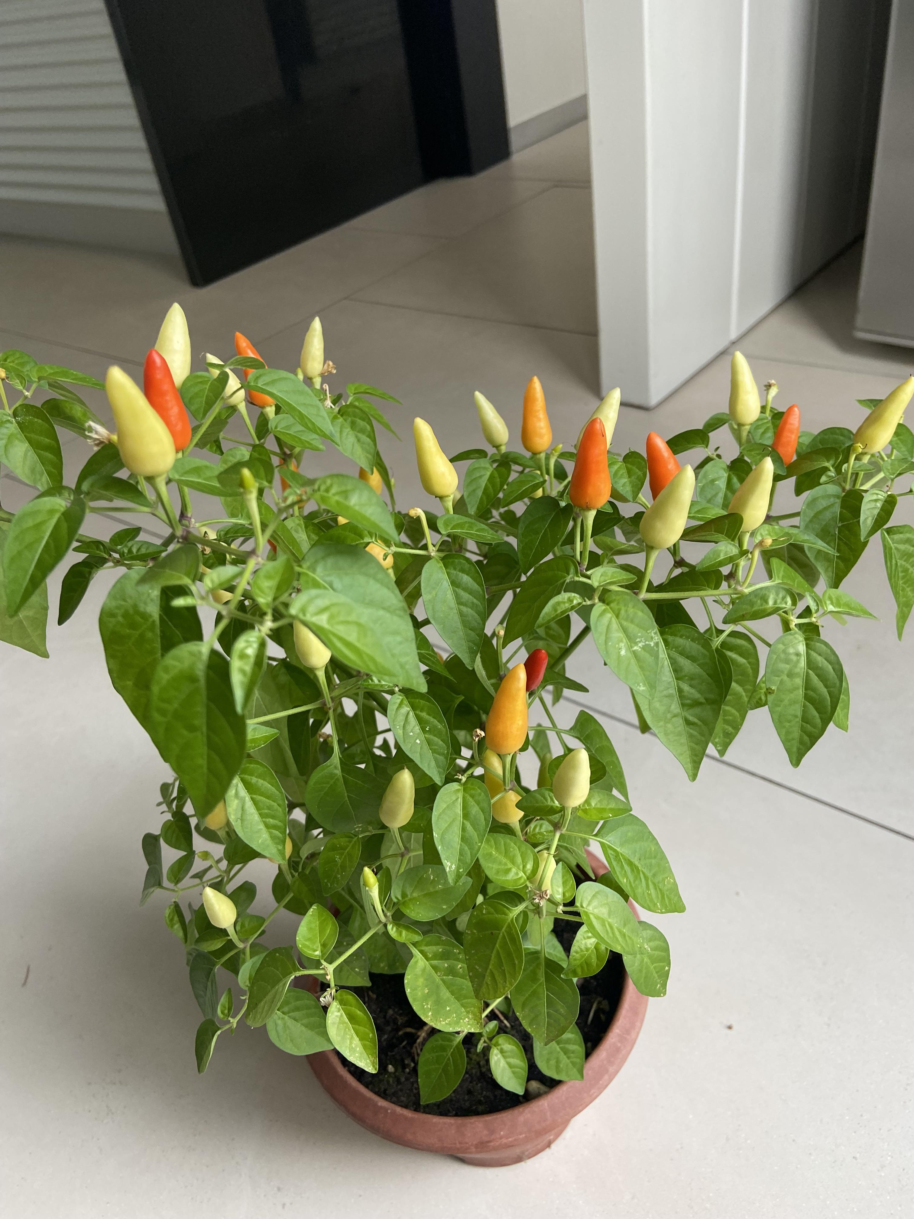 My first Chilli plant, do I just start taking them off when they go red