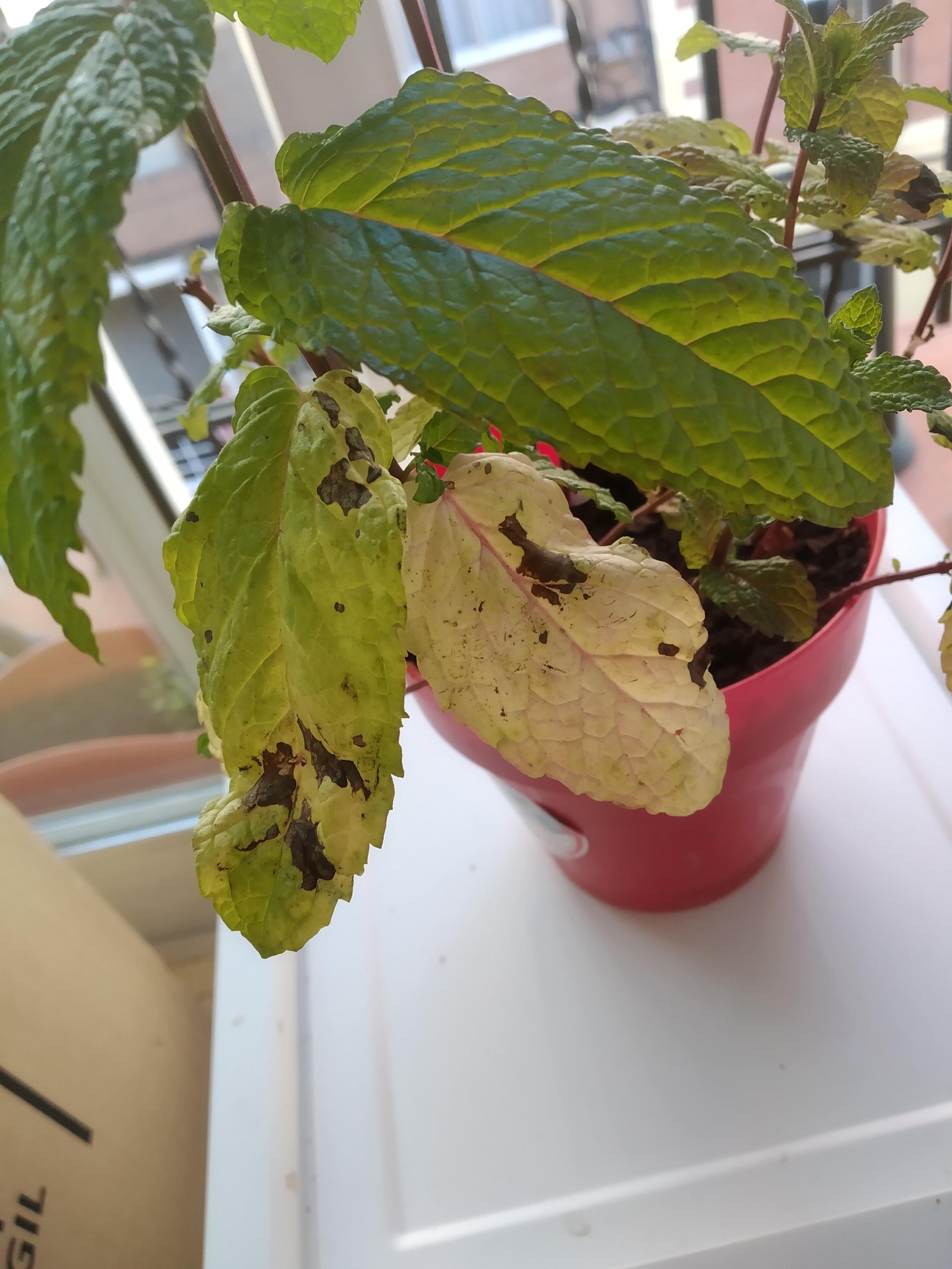 So my mint leaves has started turning yellowish/whitish and with dark