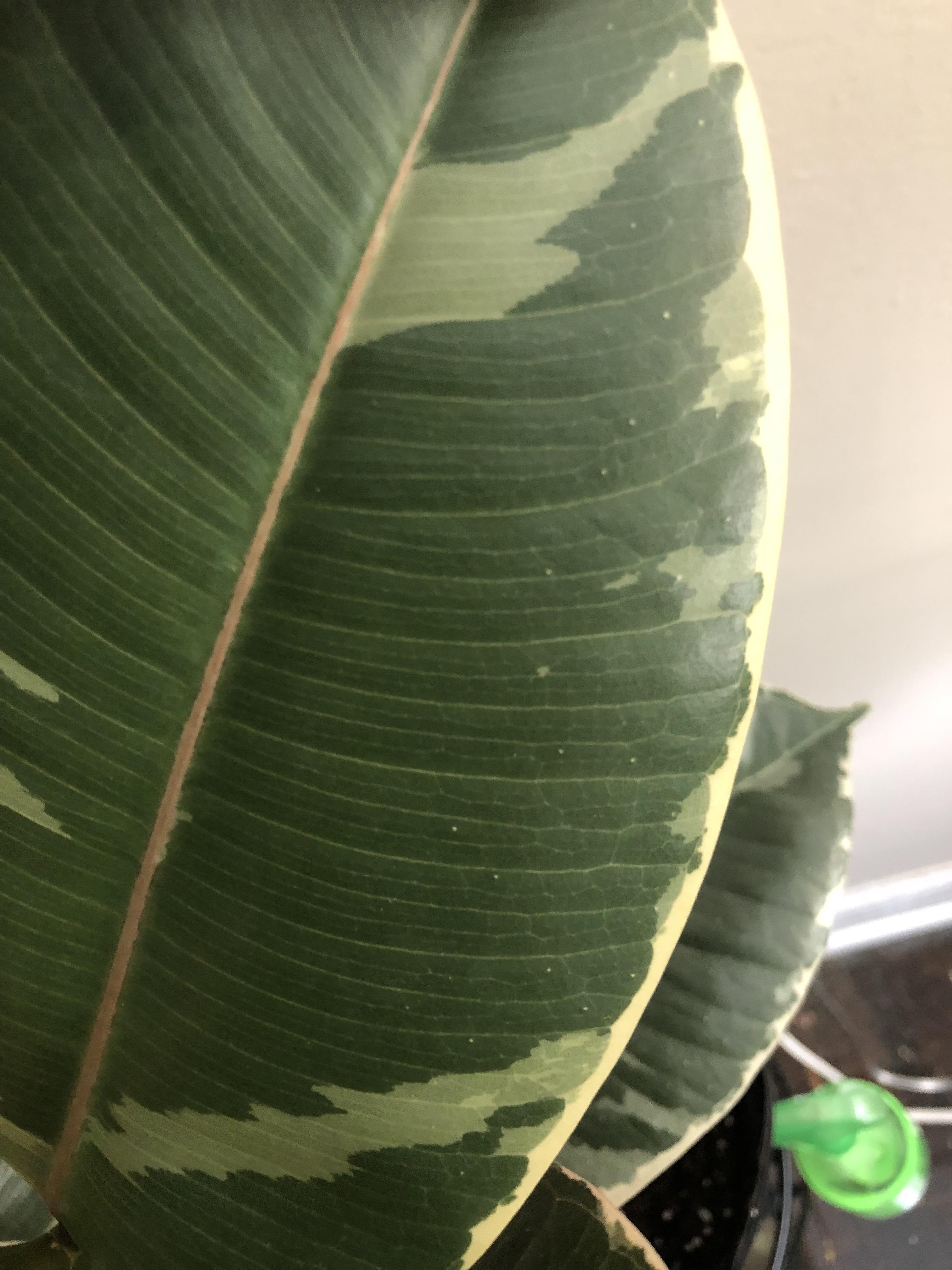 White pimples on rubber plant leaves r/houseplants