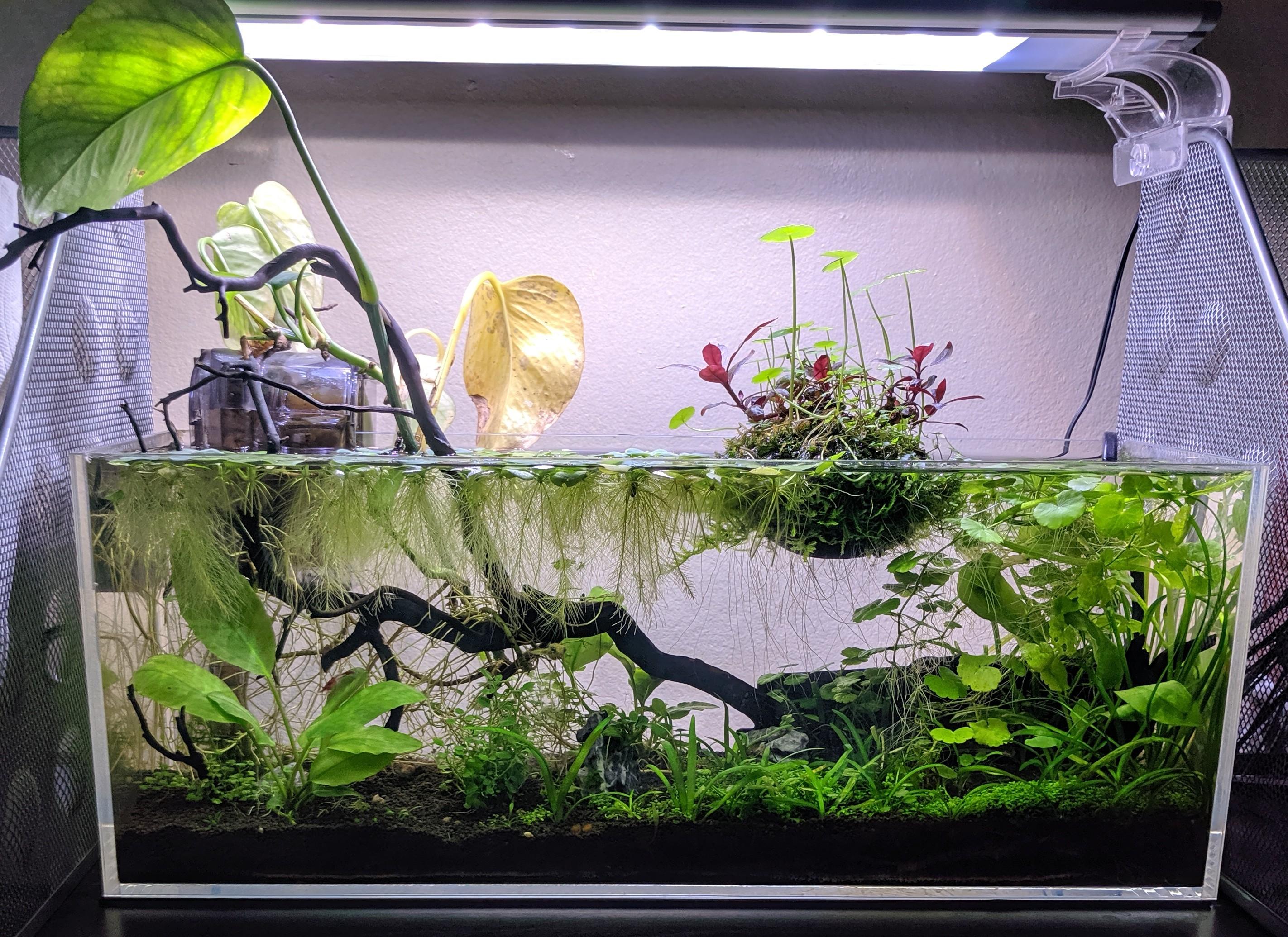 Finally satisfied with my nano pond aquarium for my little dwarf puffer