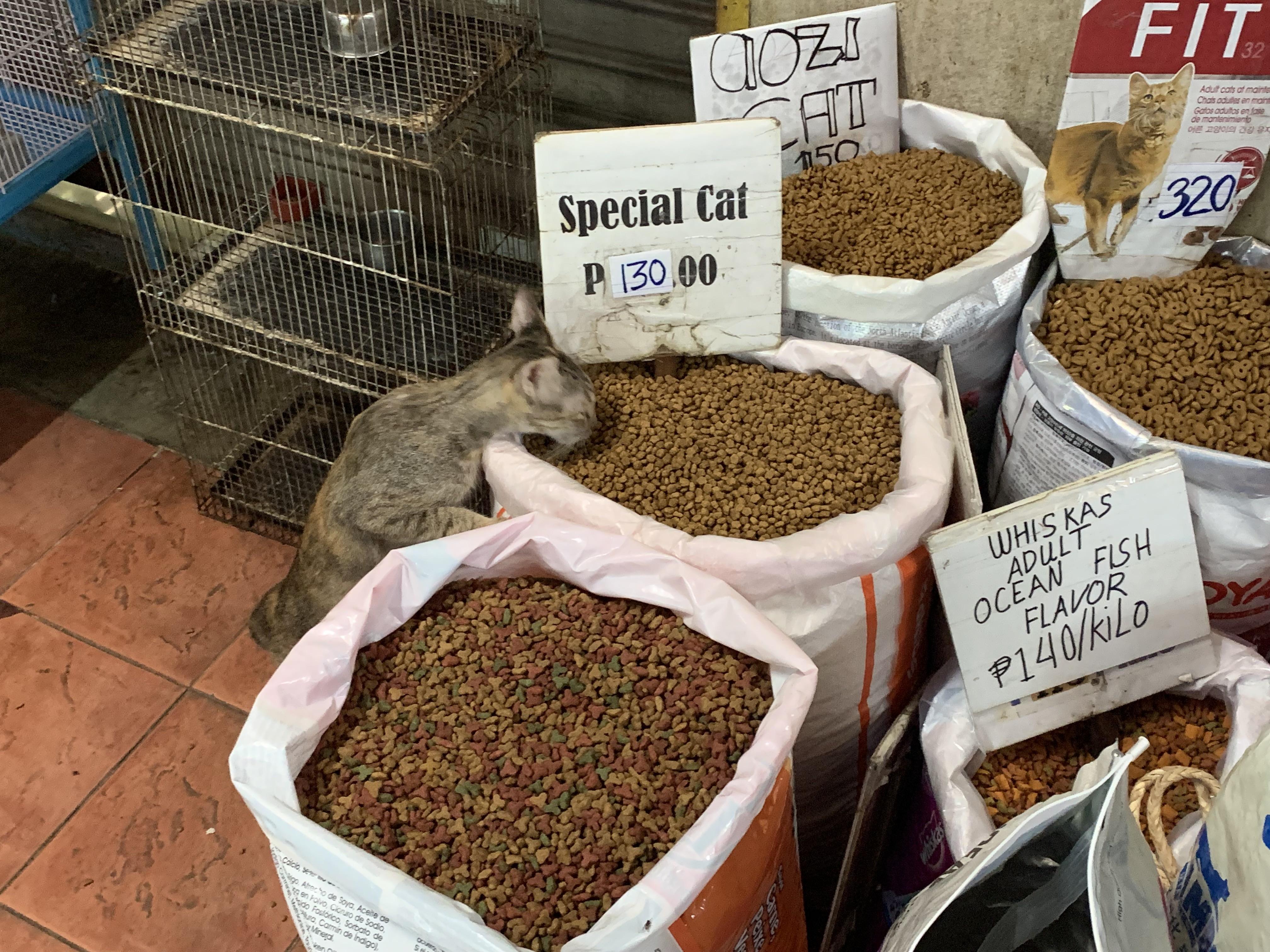 Sneaky kitty! Special na special cat ang pusa. r/Philippines