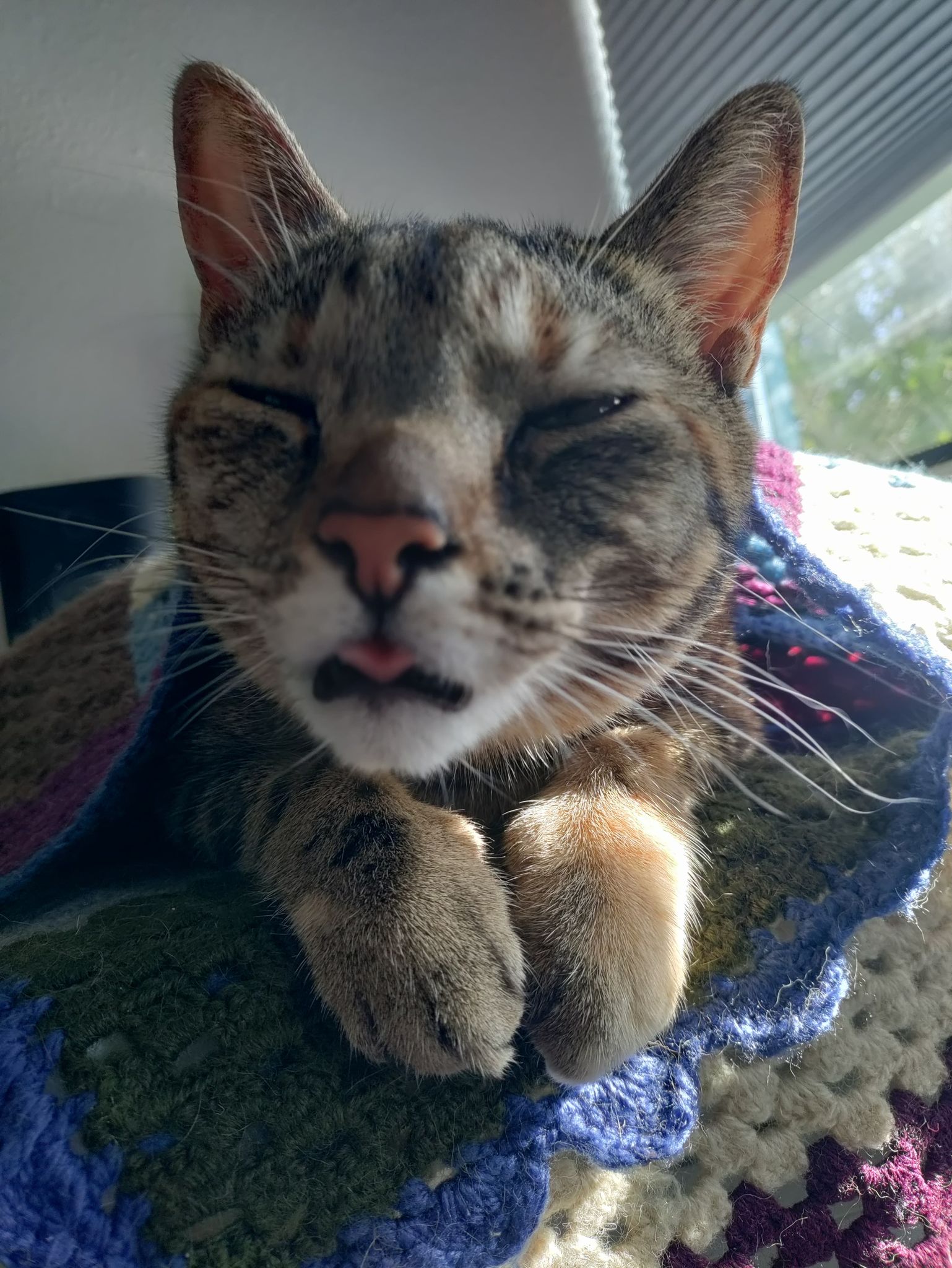 She loves eating plants and sitting on keyboards, rip her a new one