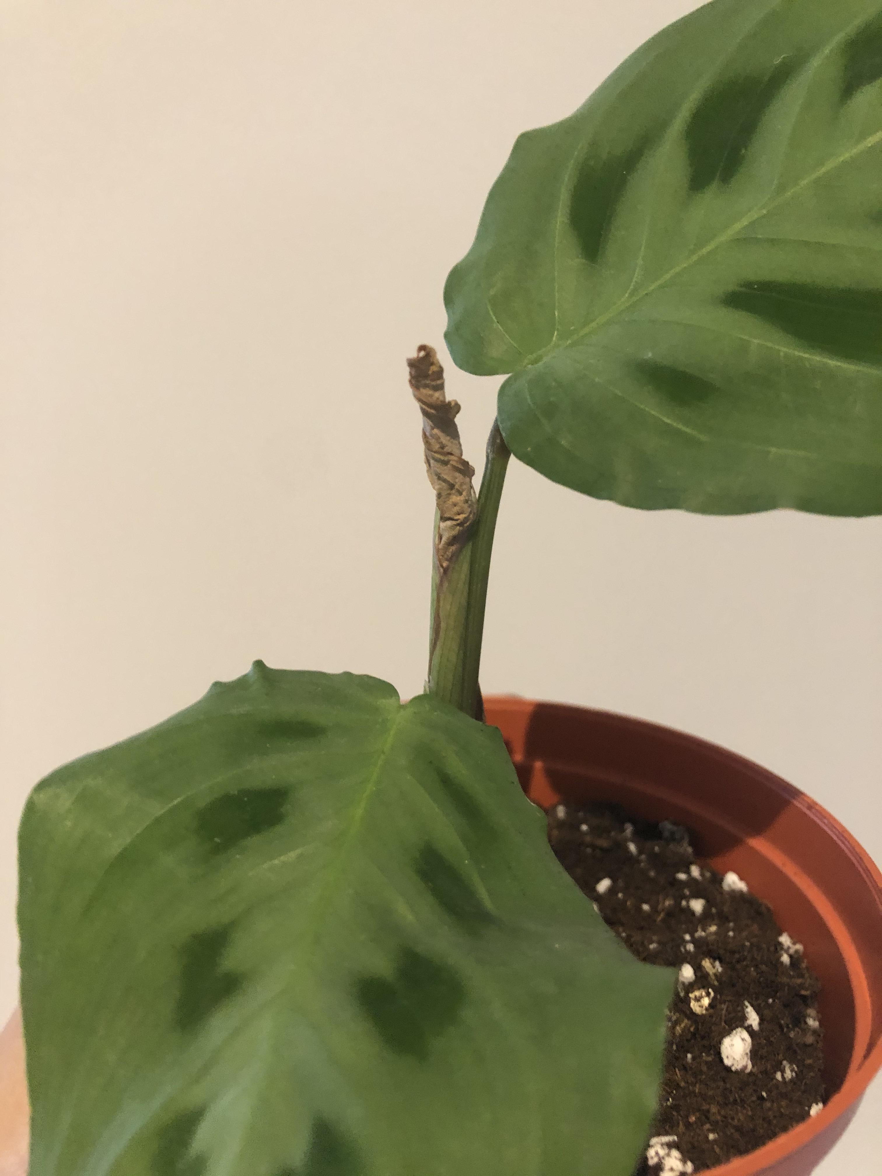 Is my prayer plant getting a new leaf? It looks pretty crispy r