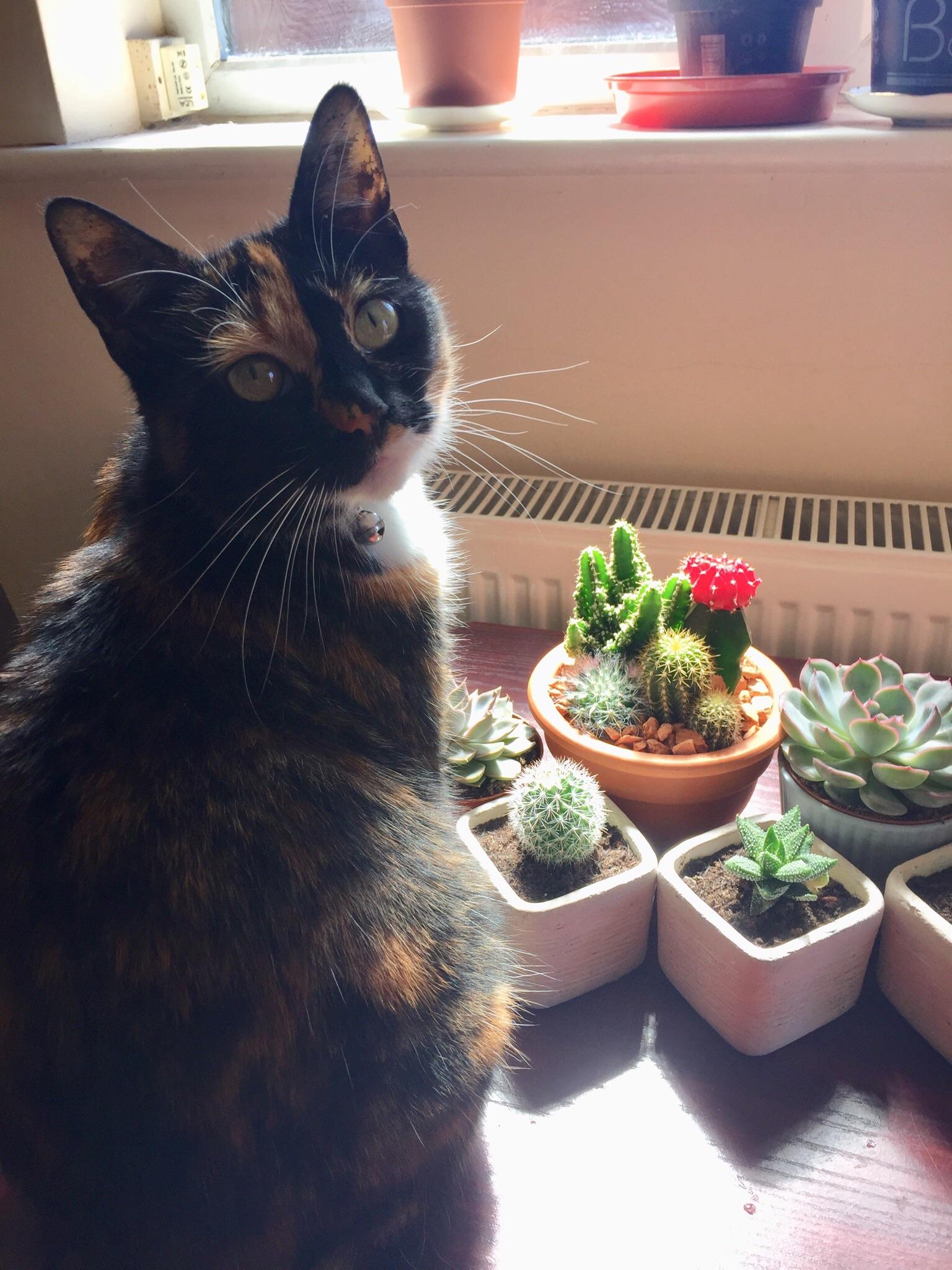 My cat likes my new succulents almost as much as I do r/succulents