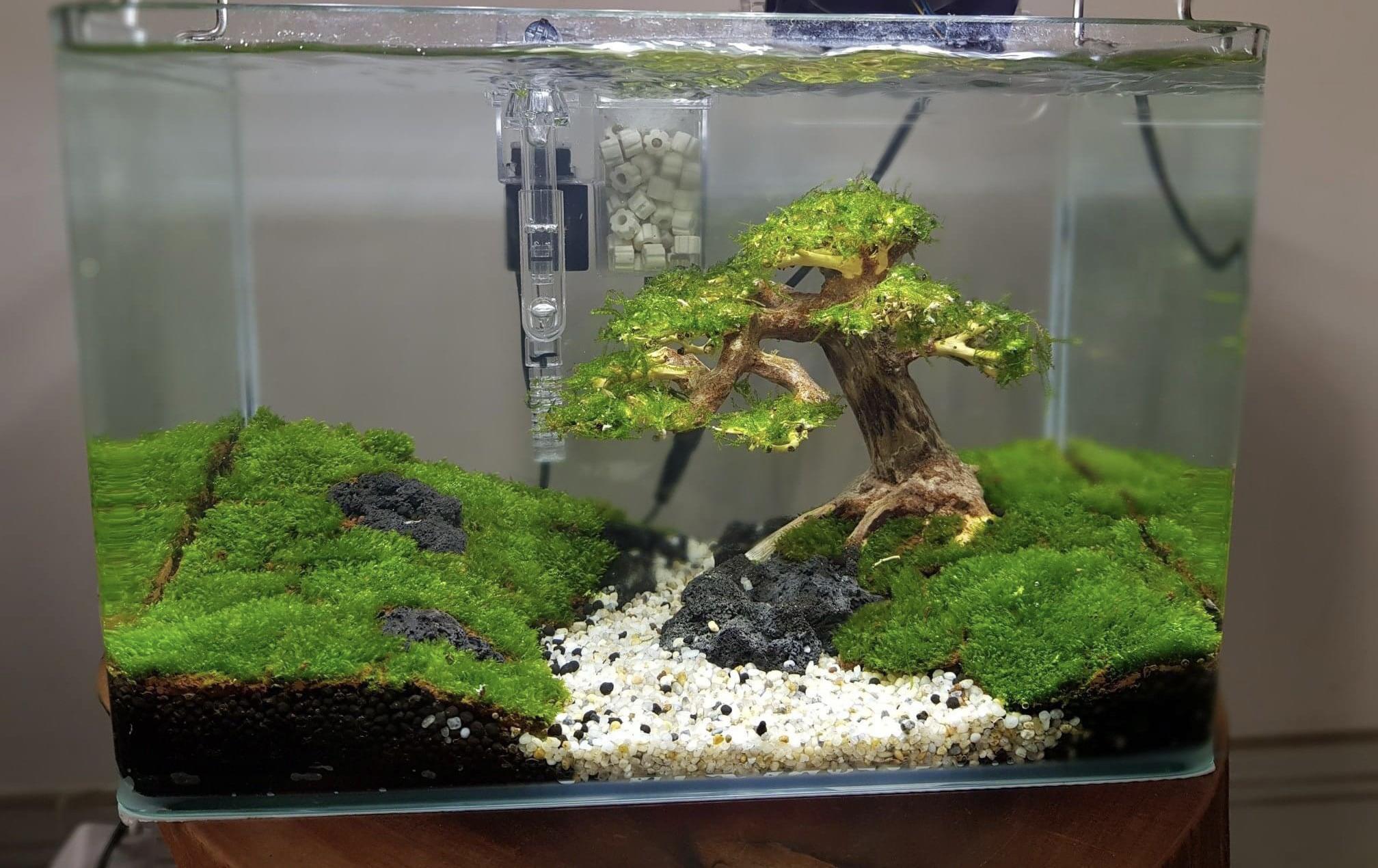 Bonsai driftwood r/Aquariums