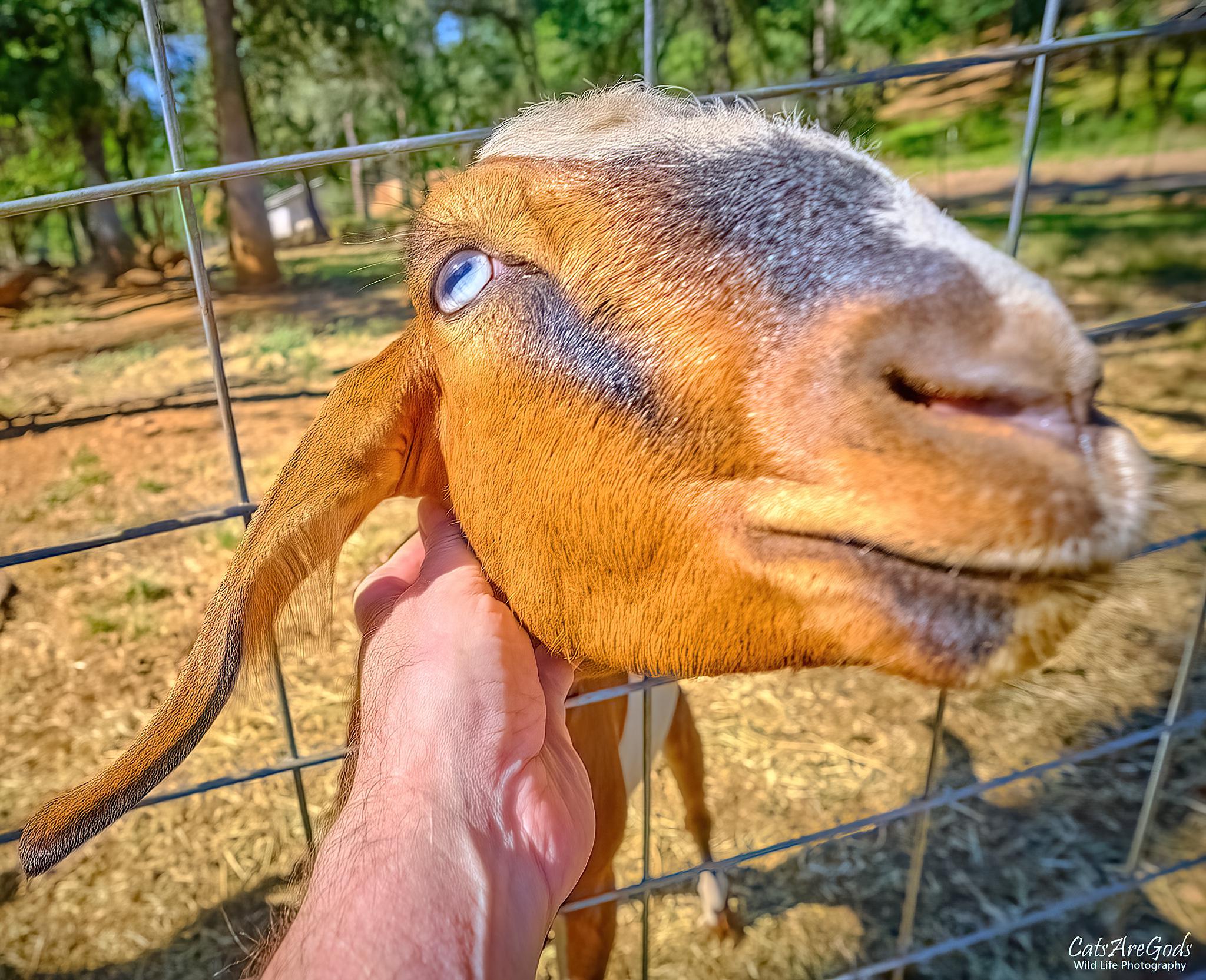 Goofy Goat Kid (with bonus eyeroll!) r/babygoats