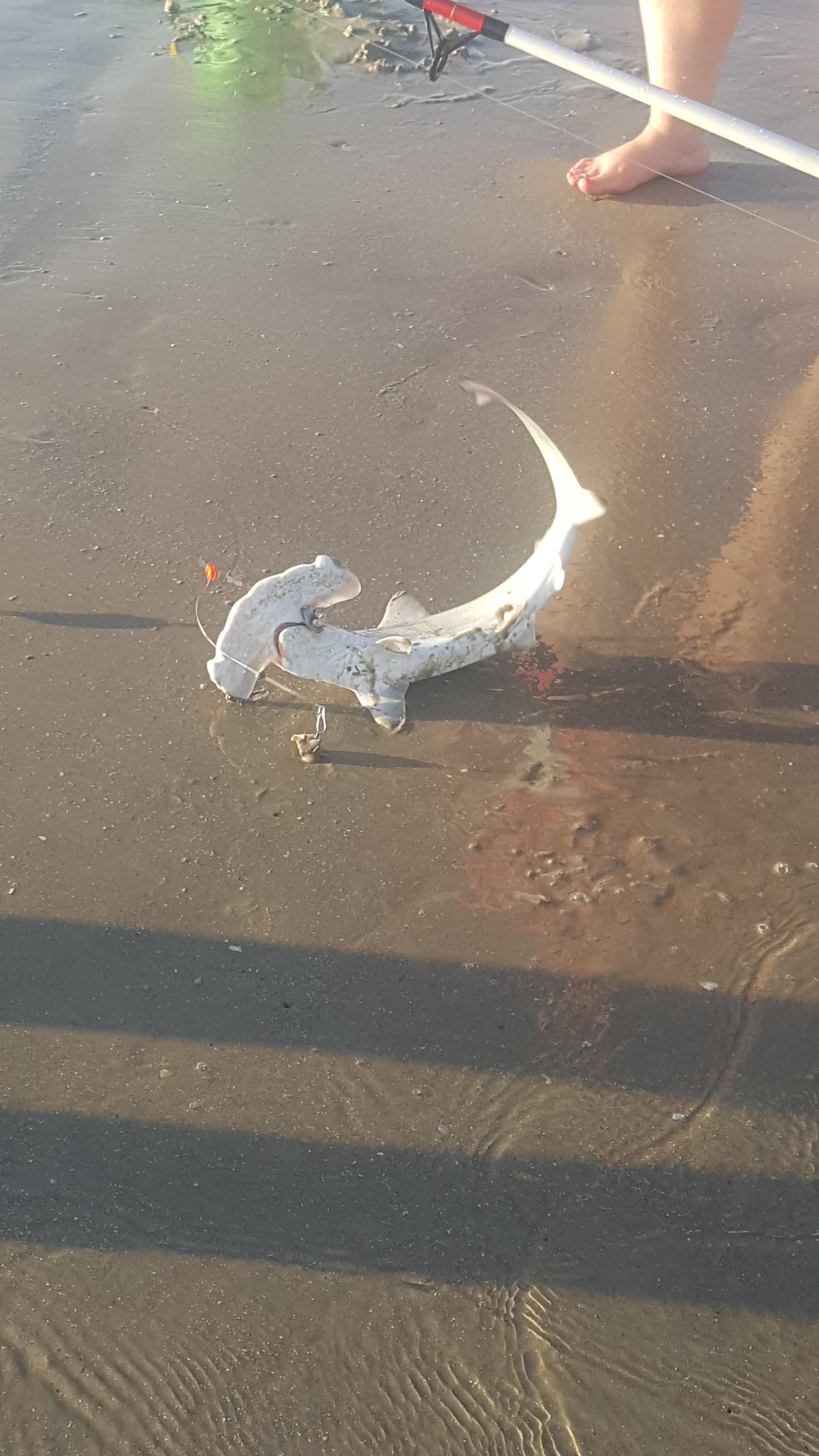 Caught a hammerhead shark surf fishing with squid bait on Galveston