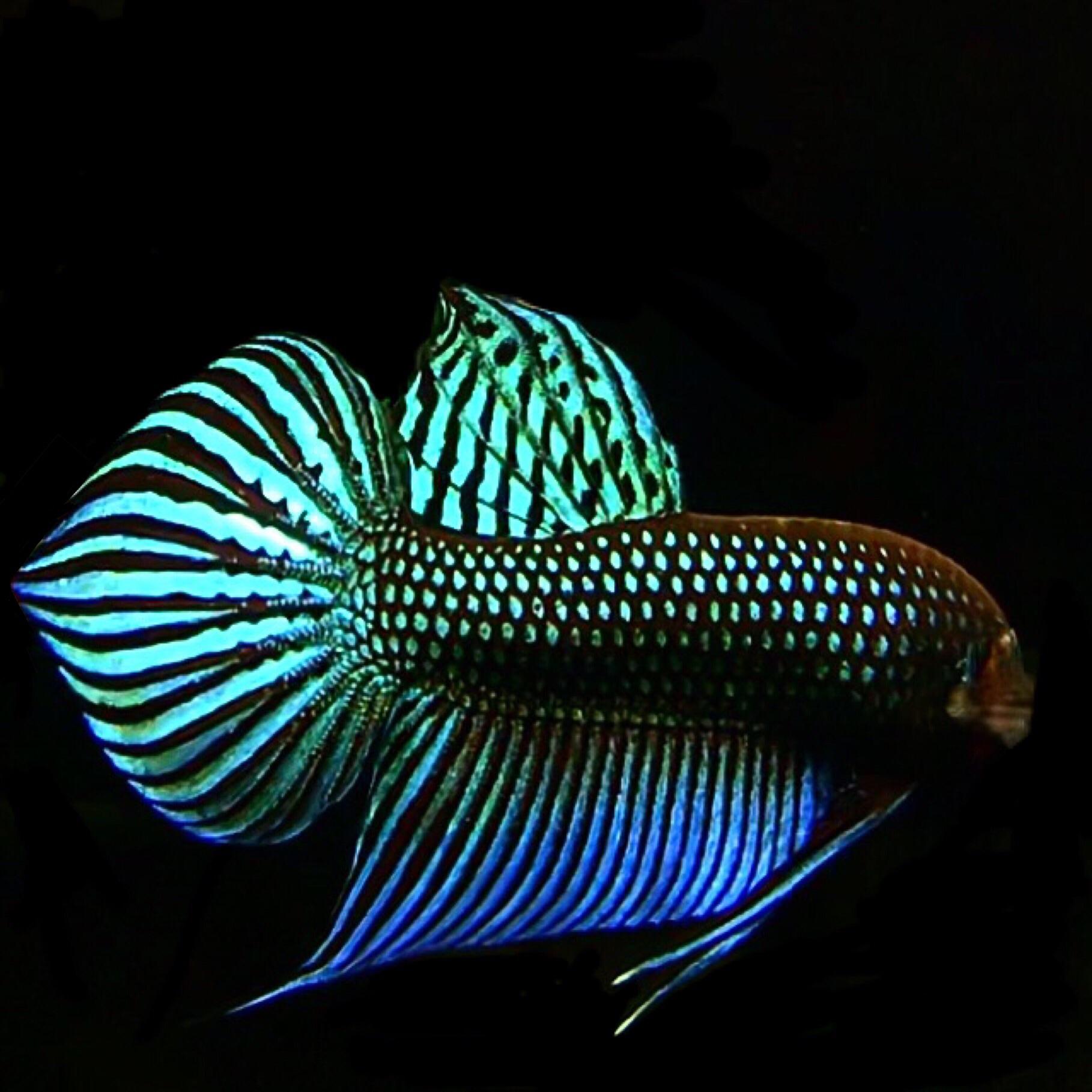 Wild Betta Wild Betta High Resolution Stock Photography And Images