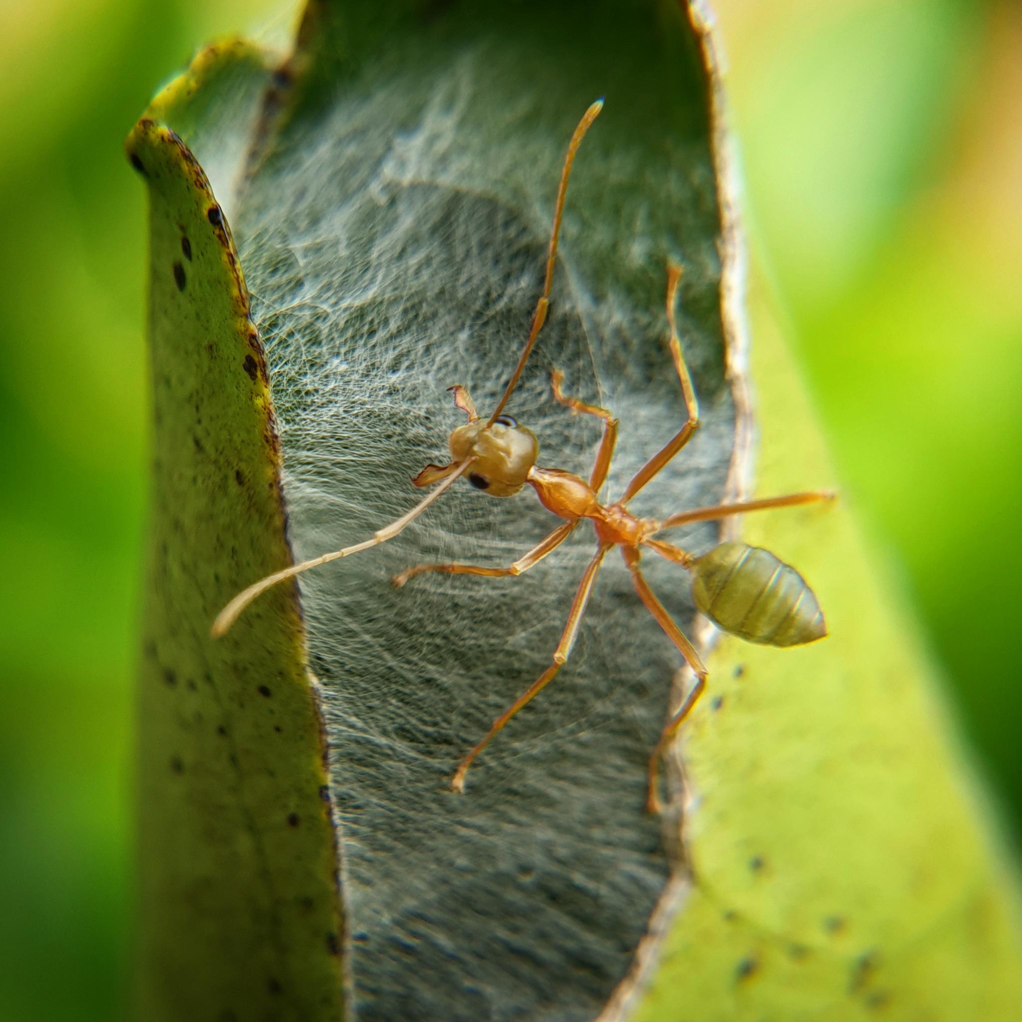 (xpost!) Green ant from tropical Australia. Aggressive bastards. They