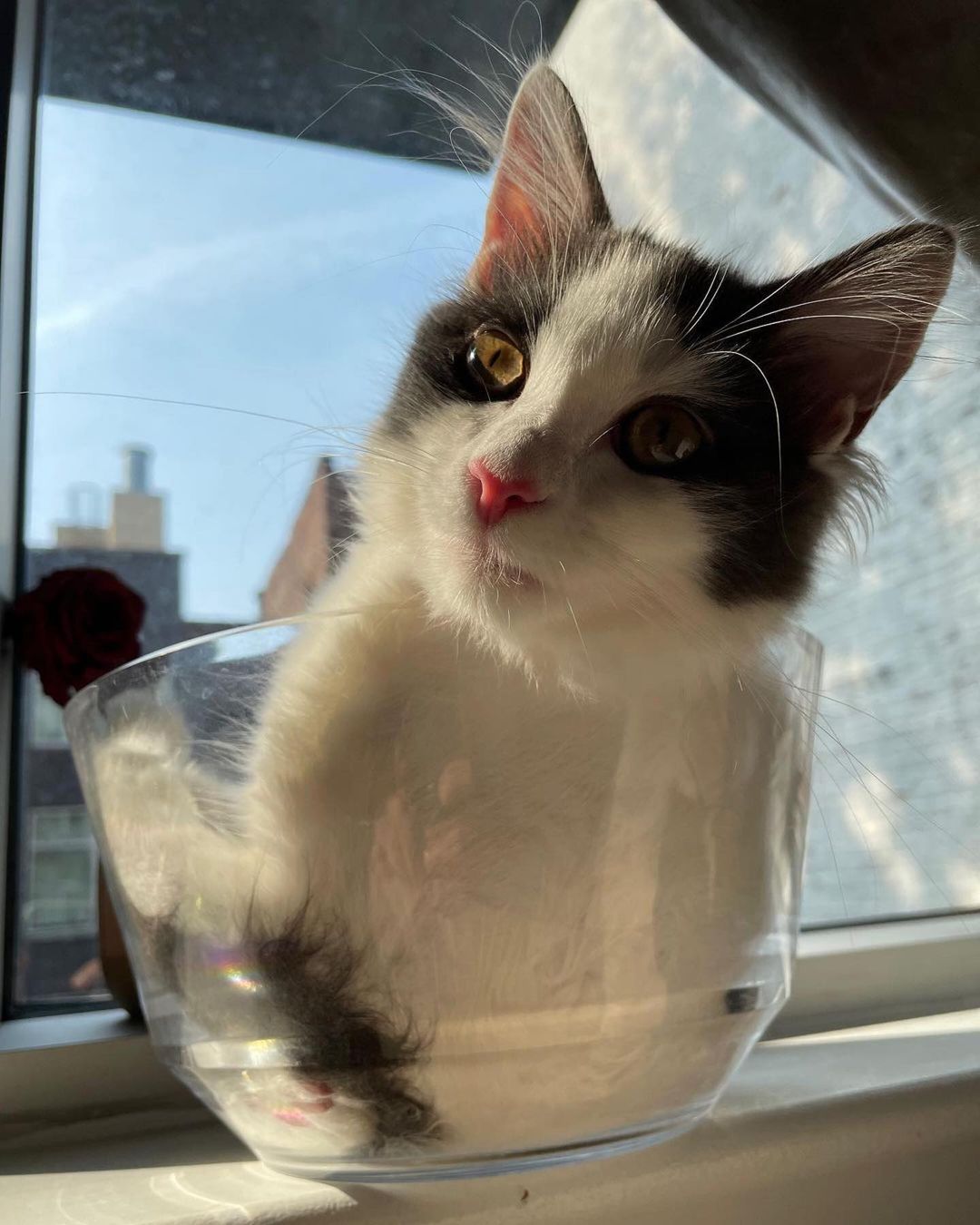 Cat In Glass Bowl catsonglass
