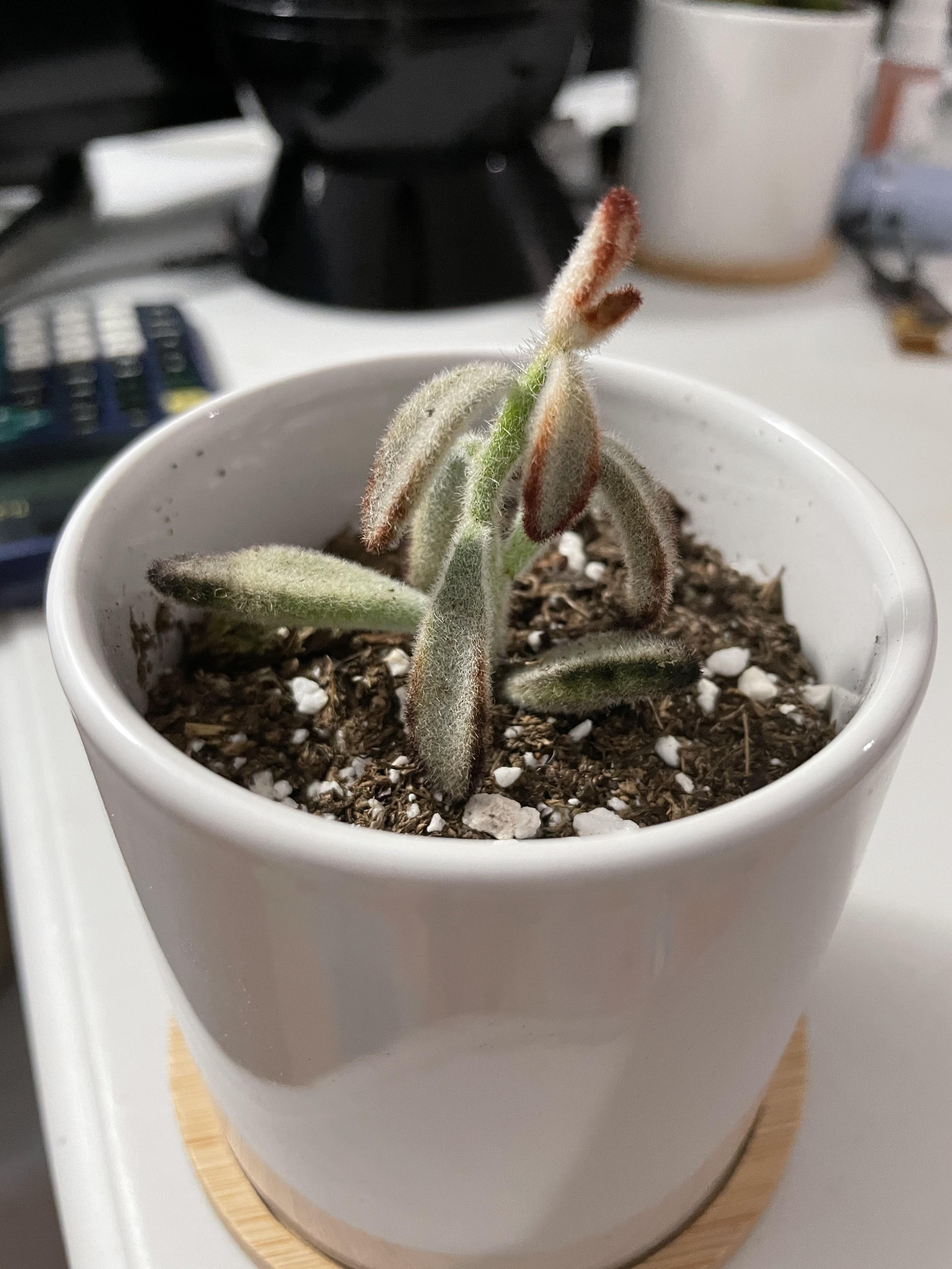 Panda plant(Kalanchoe tomentosa) drooping r/plantclinic