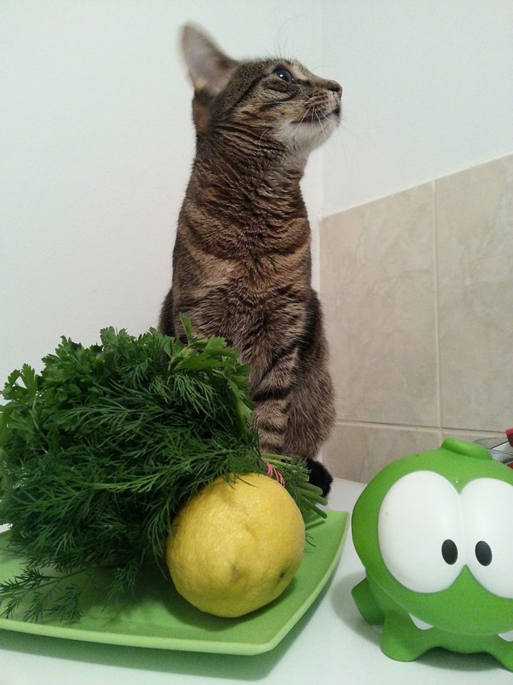 Cats and greens r/RoAww