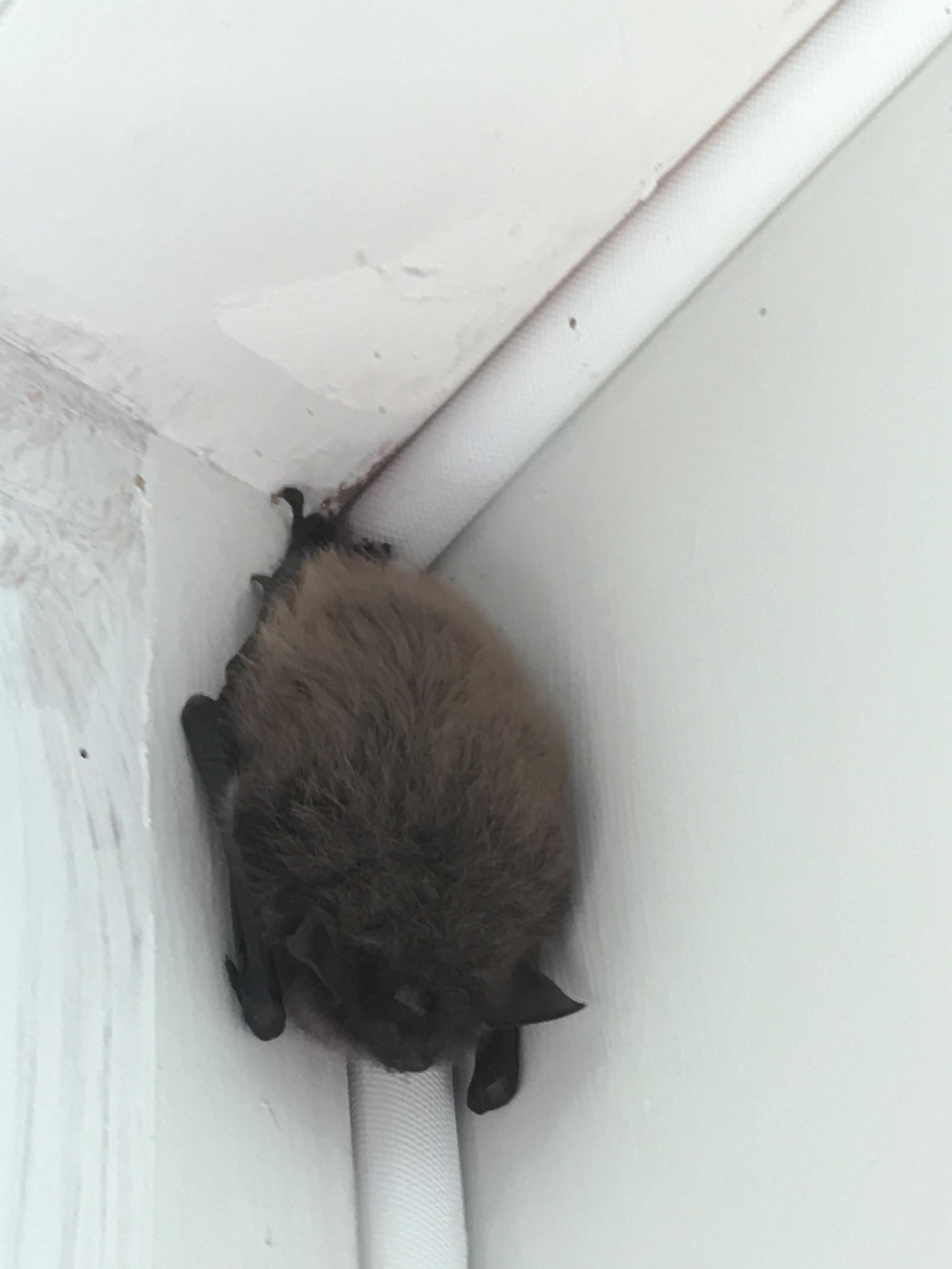 A wild bat is sleeping in the spare room that’s currently being