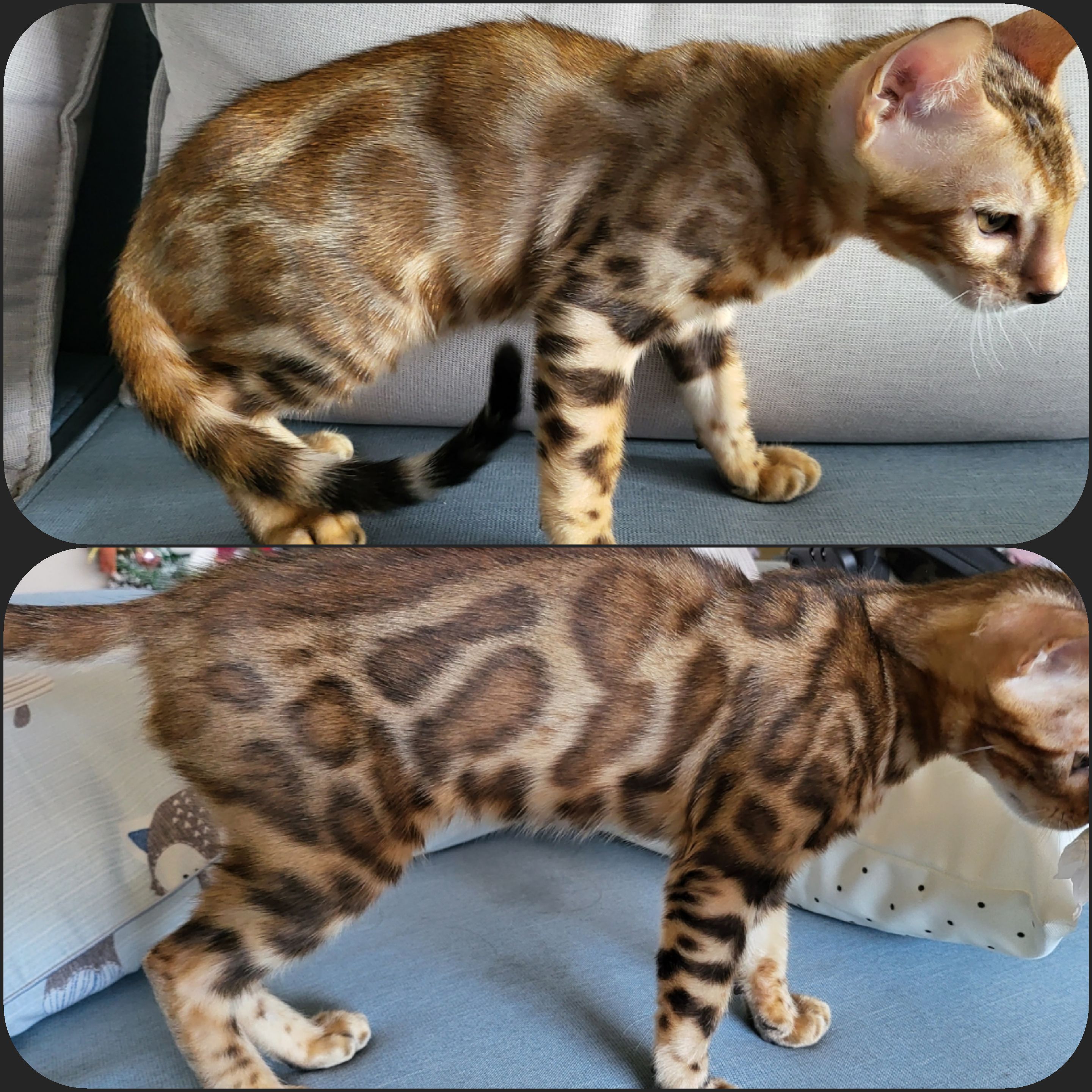 My bengal changing color as he ages. r/bengalcats