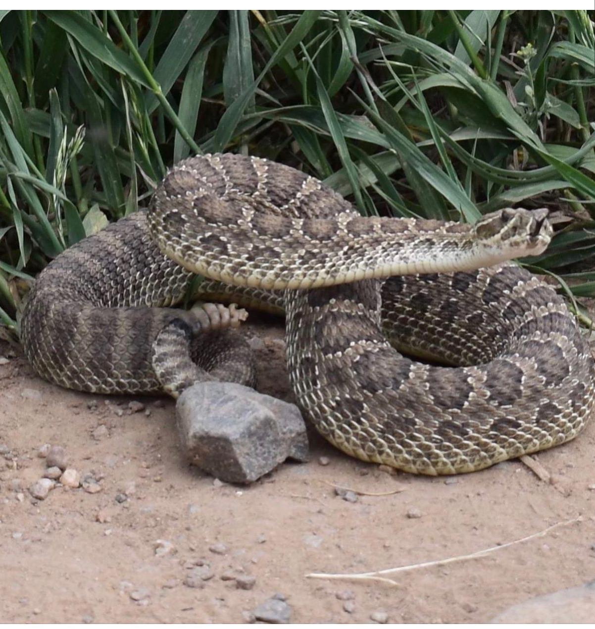 Colorado what type of rattlesnake? whatsthissnake
