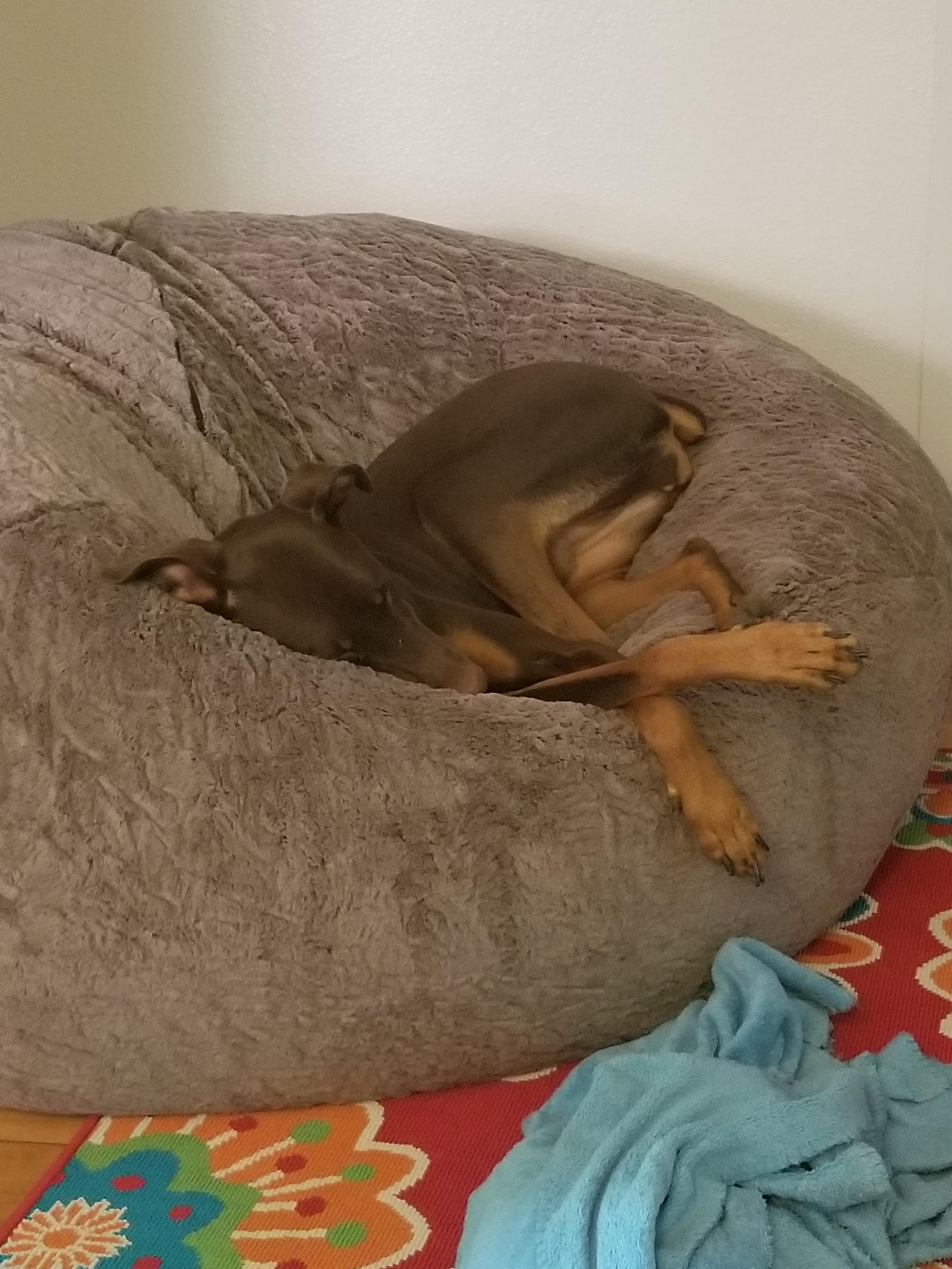 I got a giant bean bag chair... r/DobermanPinscher