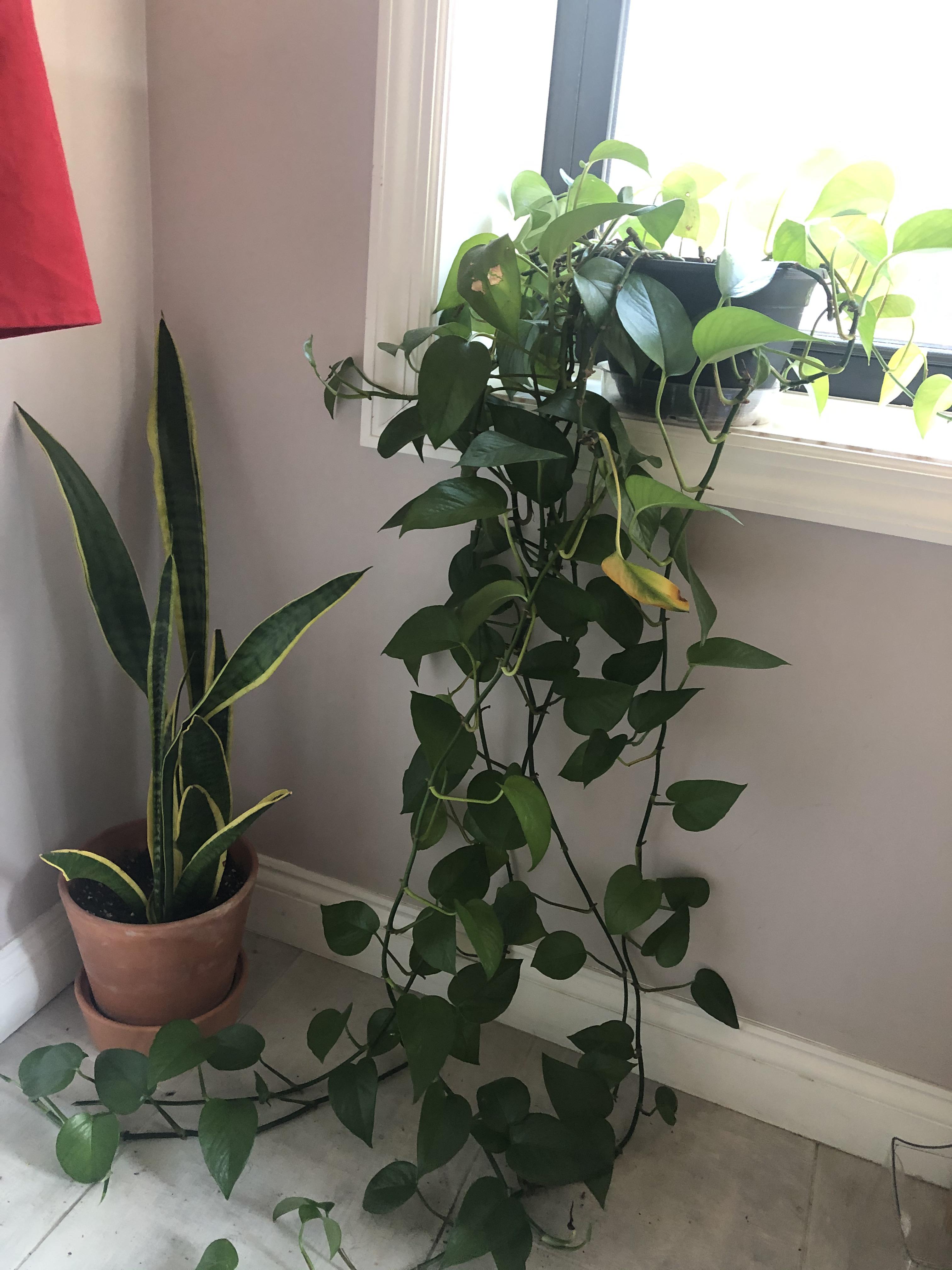 If I cut my pothos, will the leaves ever grow back where I cut? I want