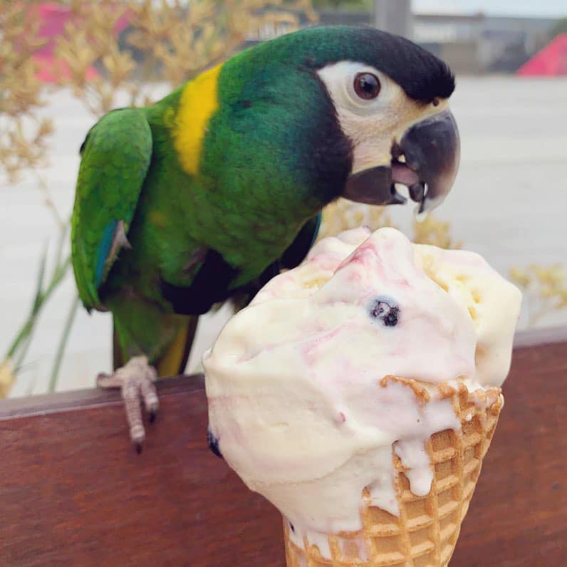 Icecream date with Bucky! r/parrots