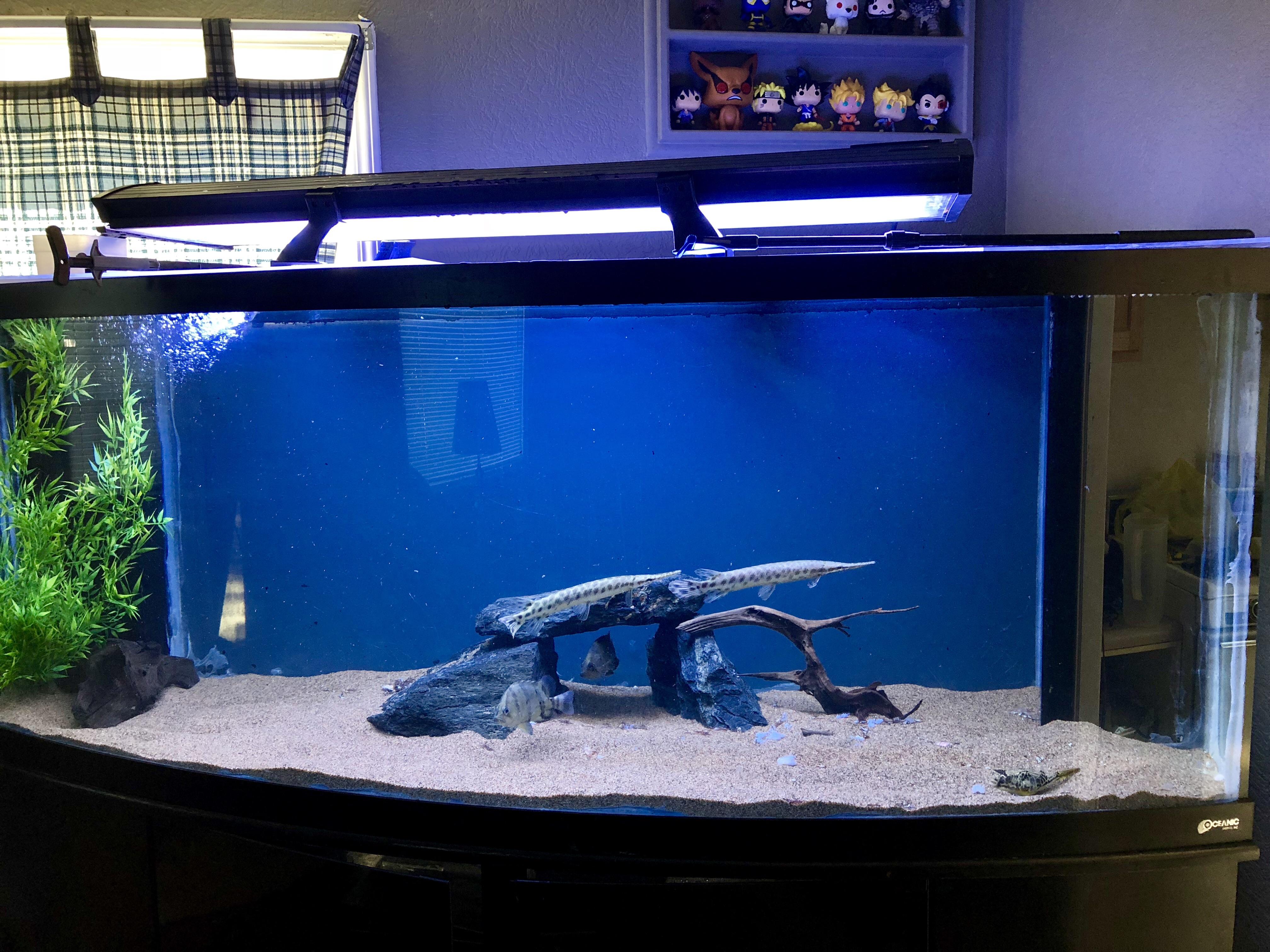 180 gallon bow front r/Aquariums