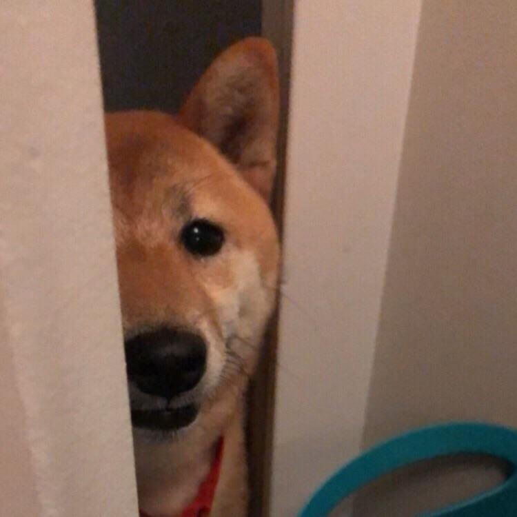 Reassuring to know that my dog watches over me while I sleep...? r/shiba