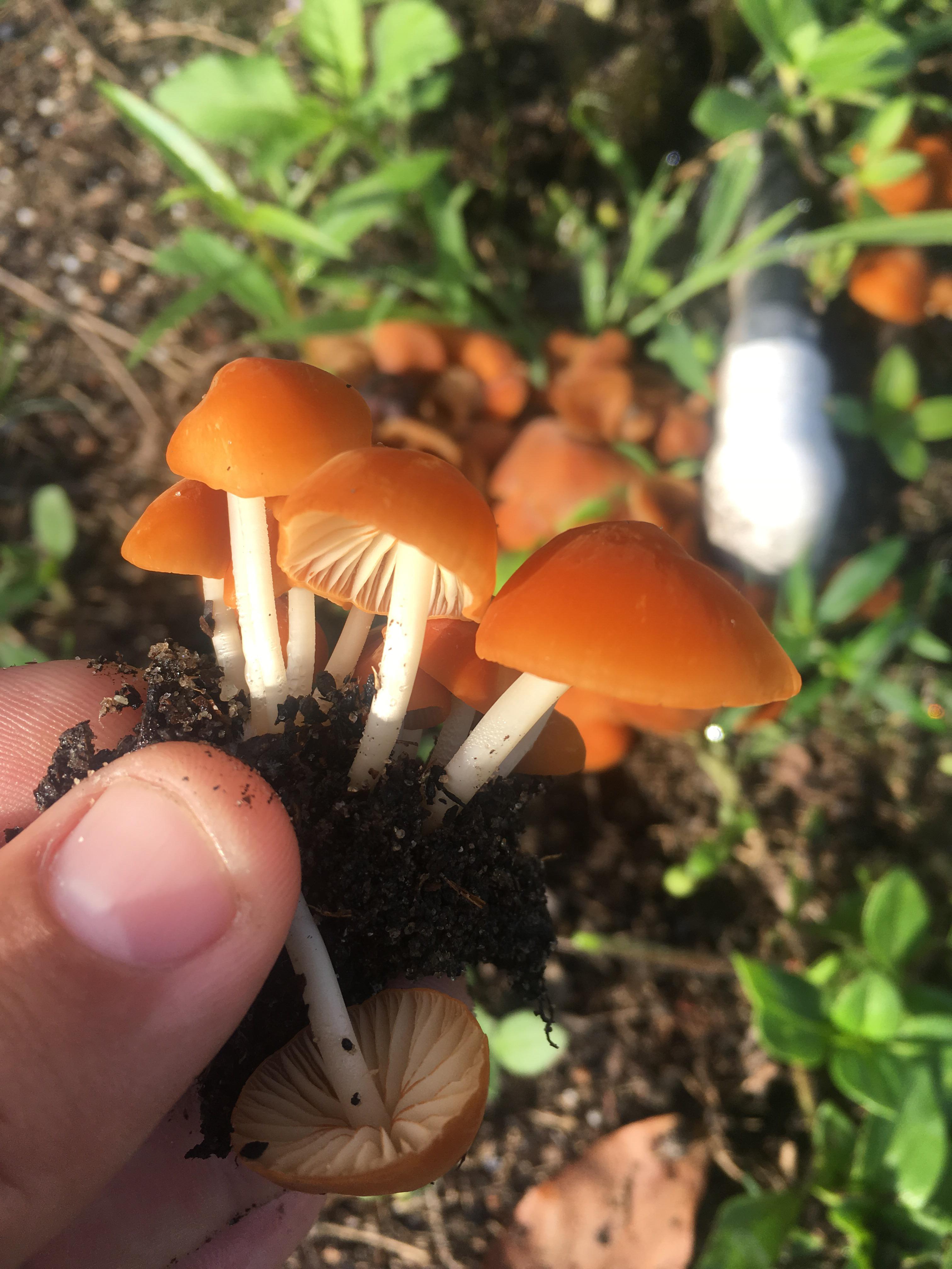 [ID] Small, orange, gilled mushrooms growing under blueberry in central