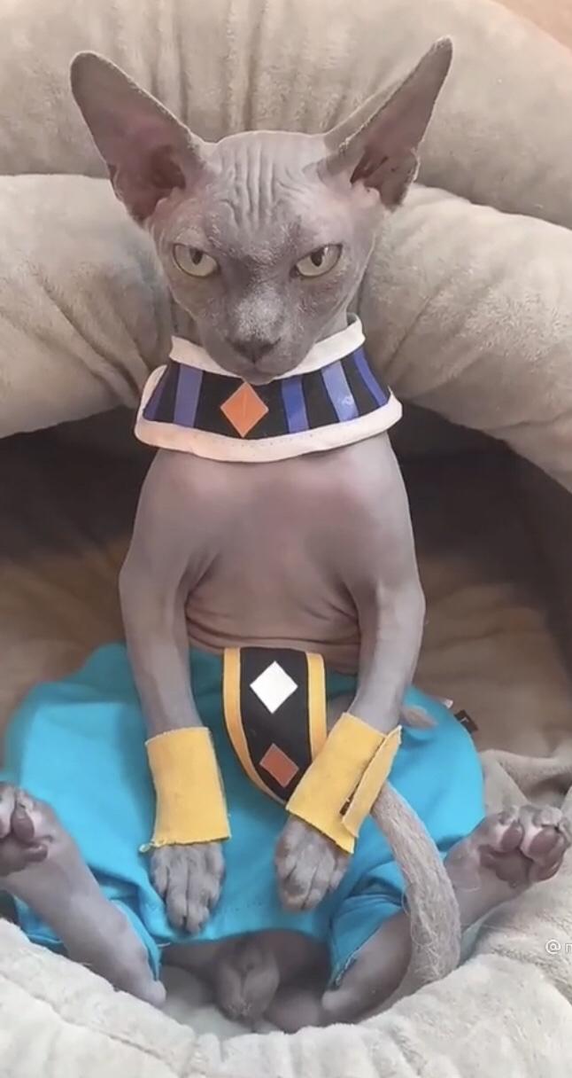 A cat cosplayed as lord Beerus r/Blessed_Images