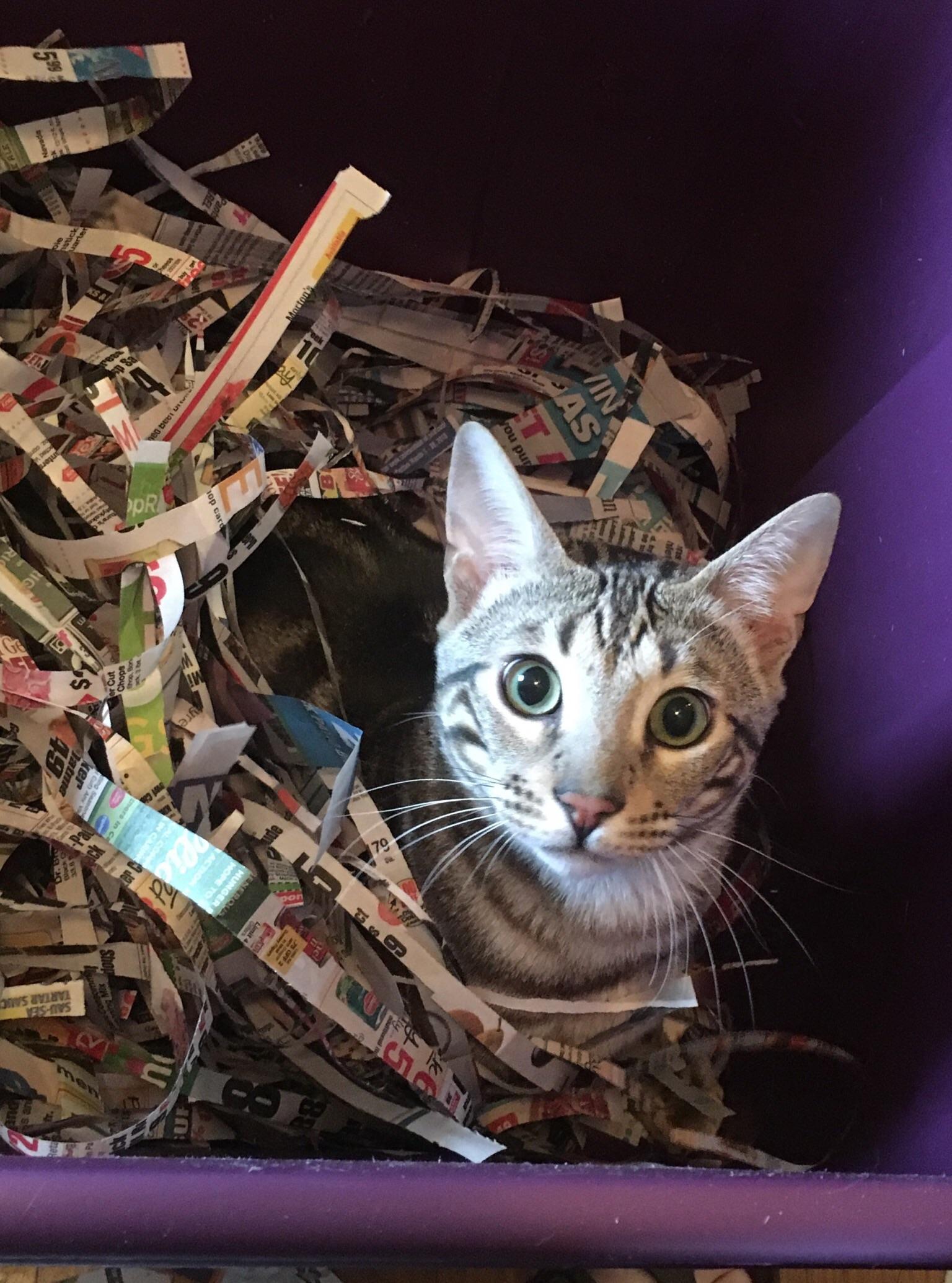 My cat helped shred some paper for my new bin! r/Vermiculture