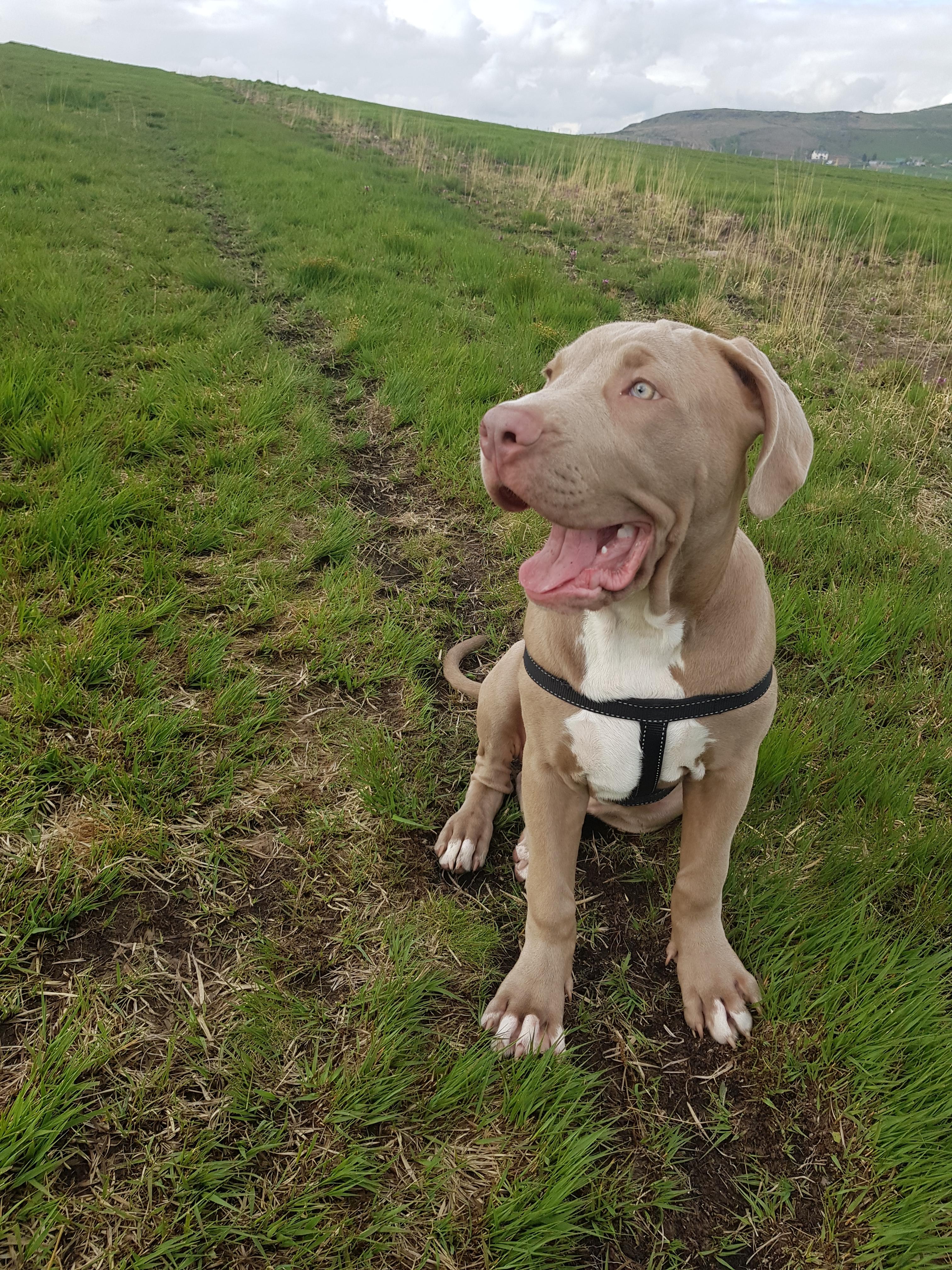 My 5 month year old boy arthur the xl american bully r/dogpictures