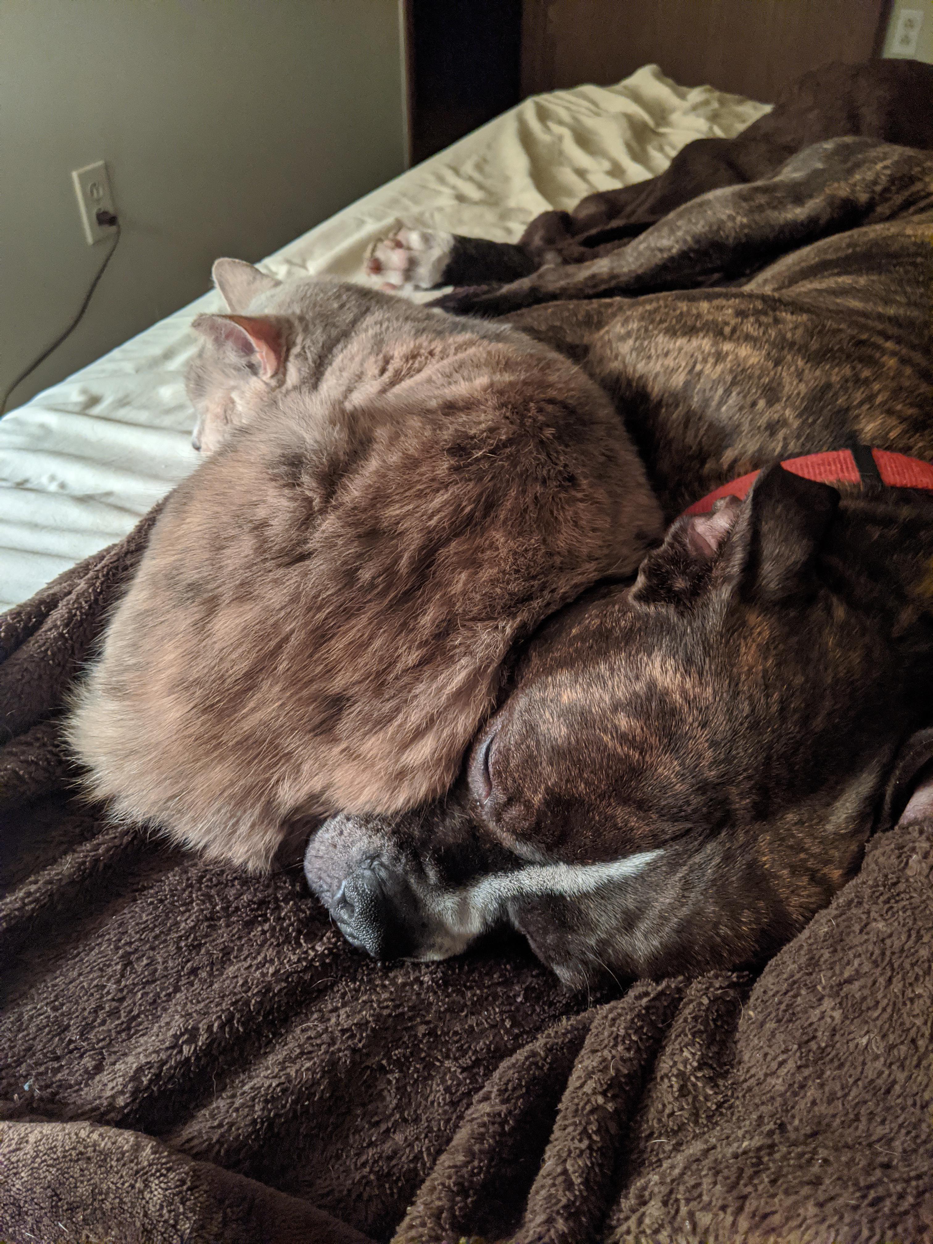 She fell off the bed while sleeping so she had to snuggle up to her big