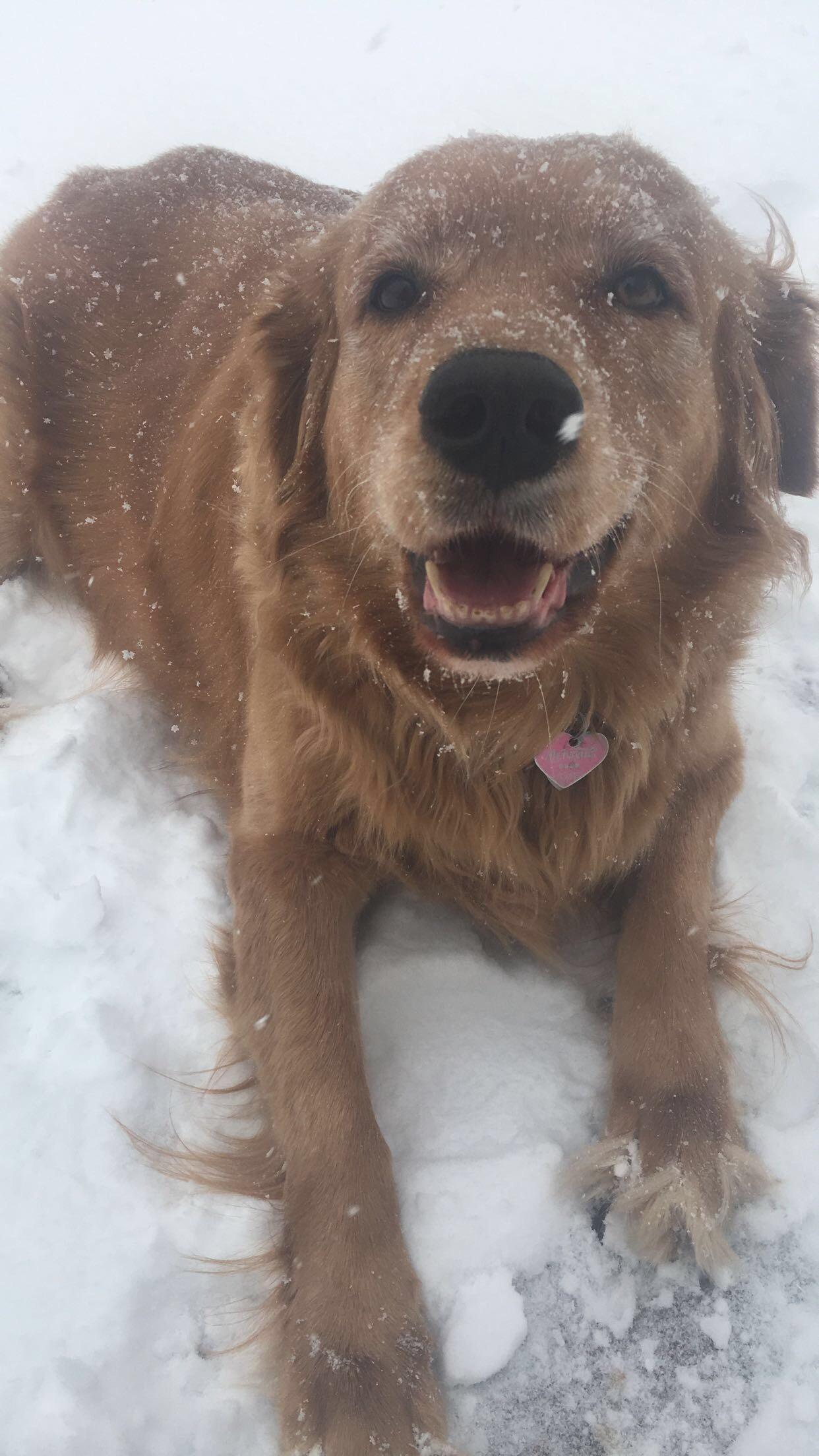 an actual snow angel r/goldenretrievers