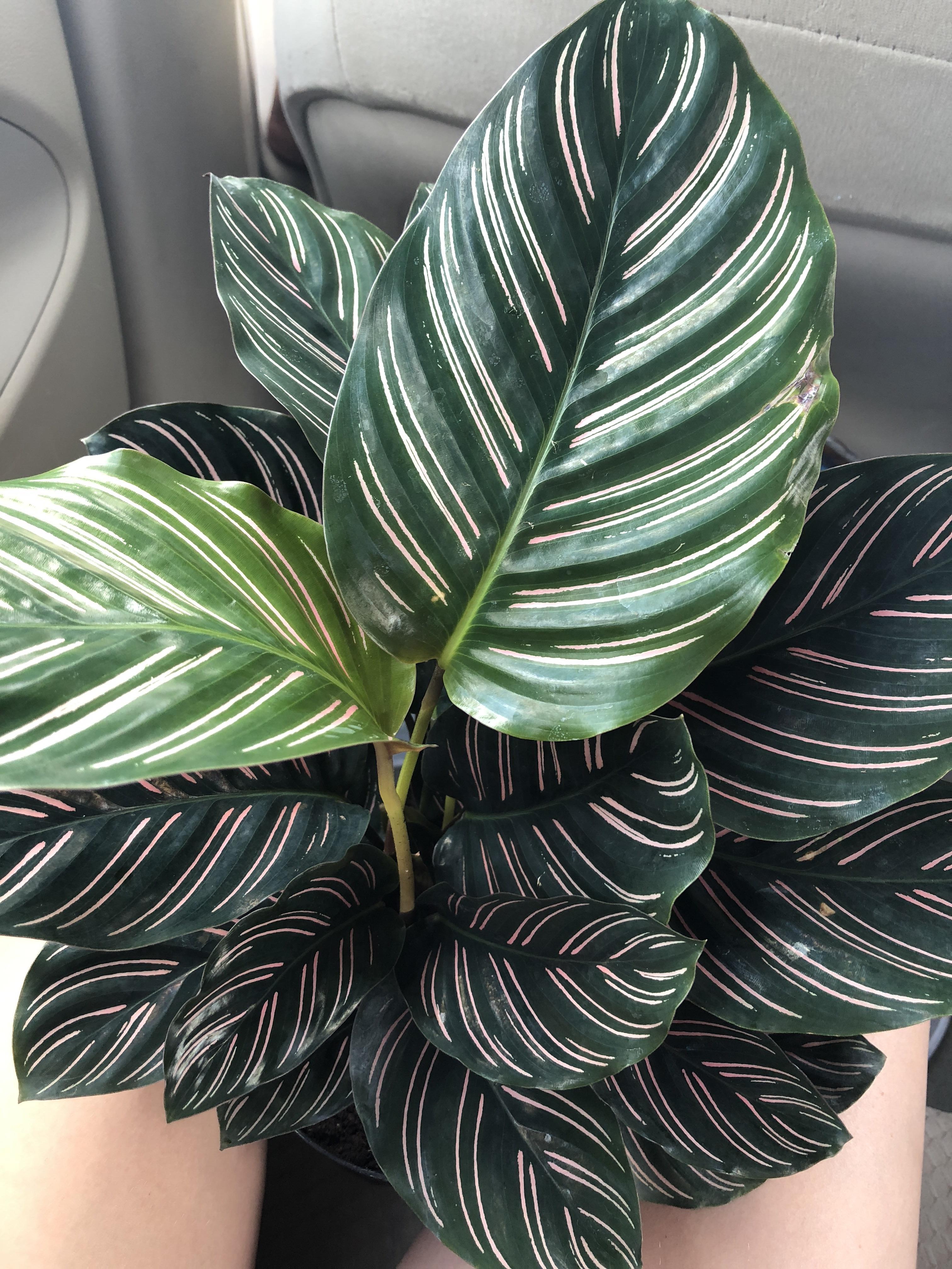 9 at Lowe’s. Didn’t even have to think about this purchase. r