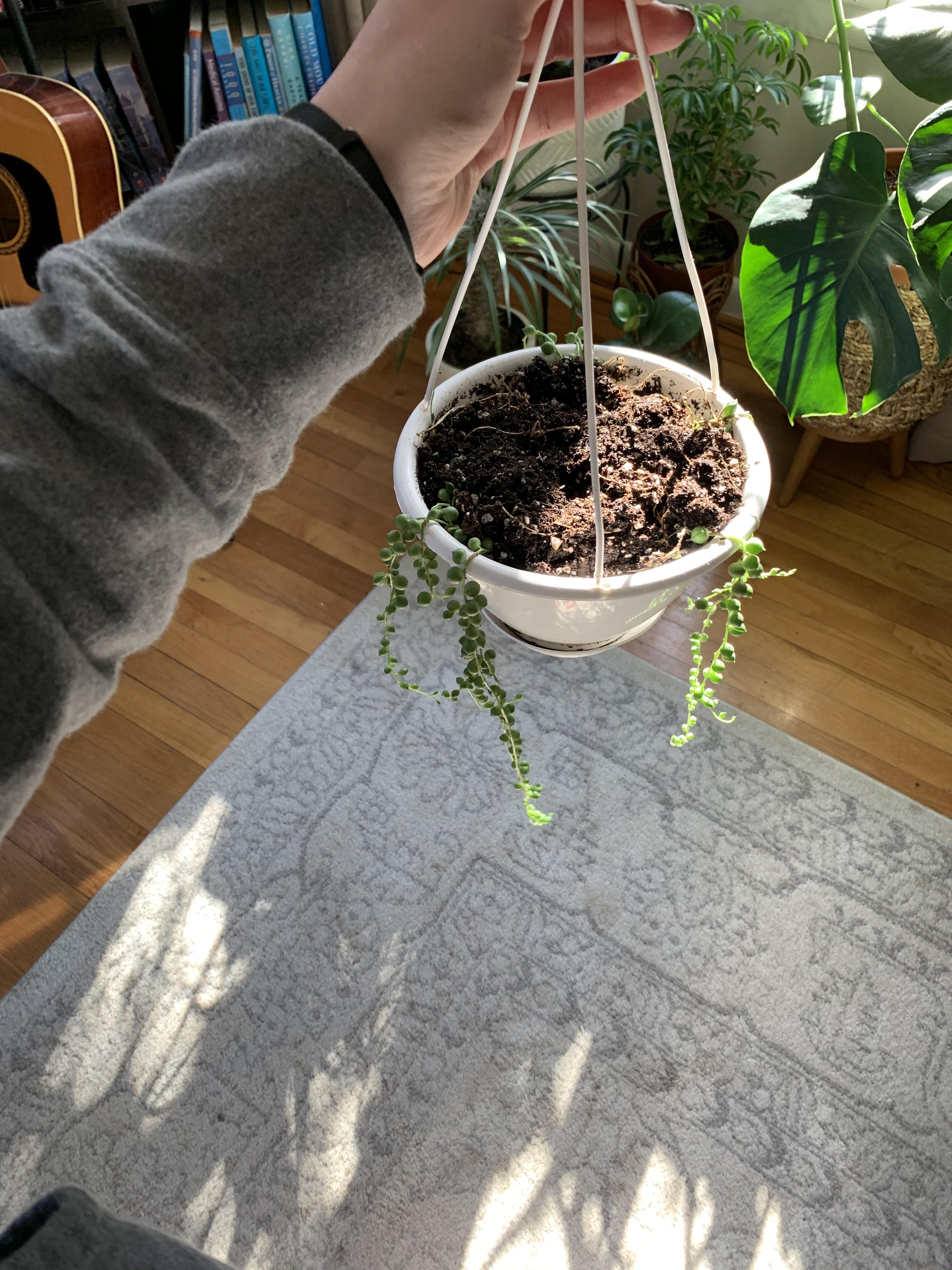 How do I help my string of pearls grow fuller? I got two of these about