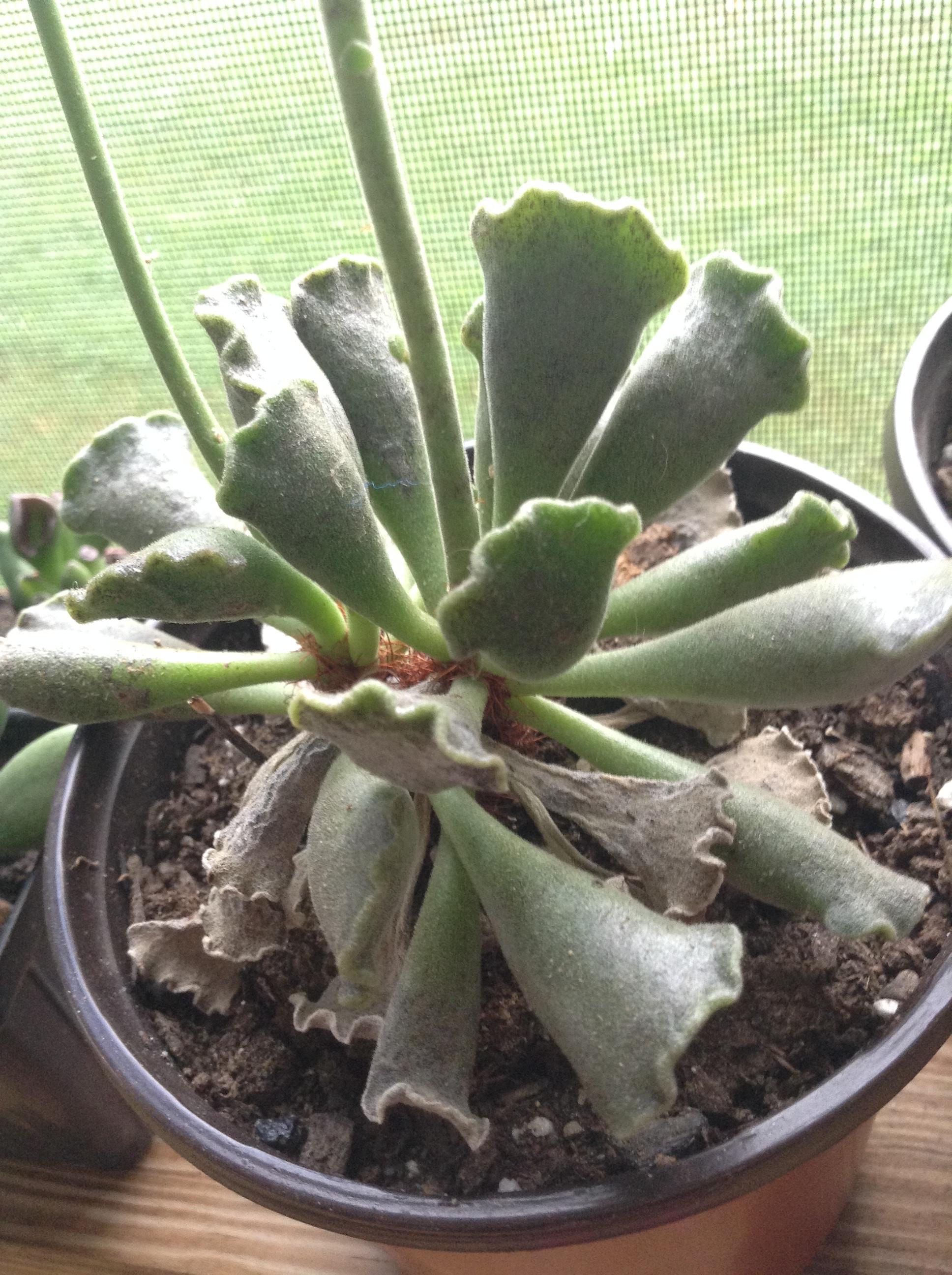 Leaves drying up on my blooming Key Lime Pie? Watered every five or so