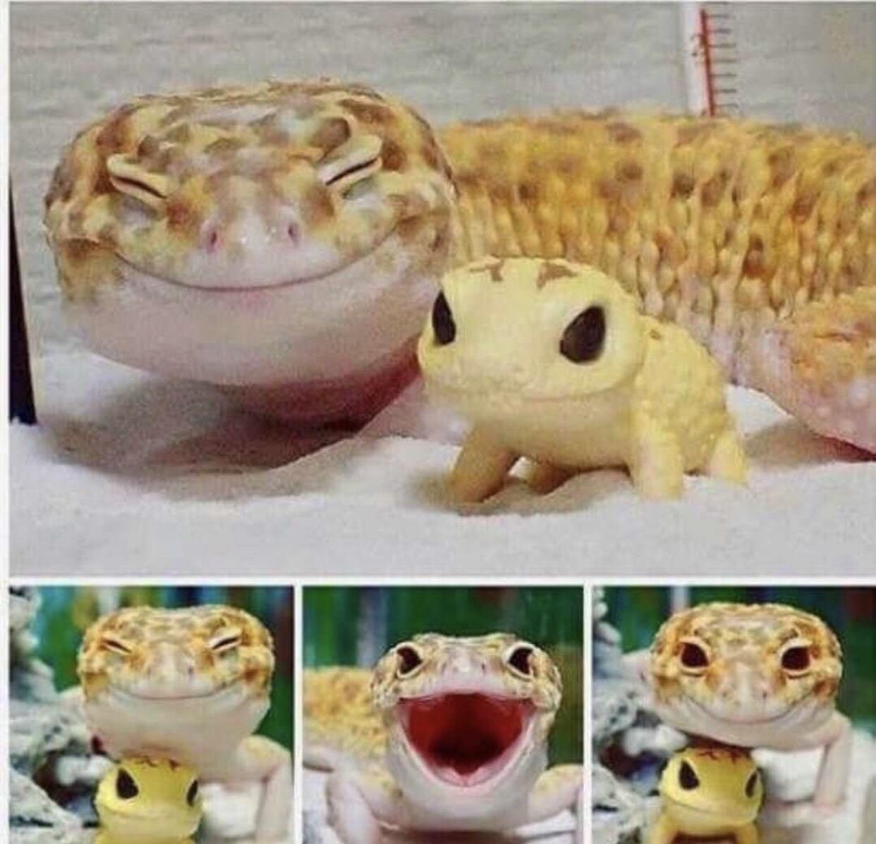 This gecko is super happy with his brand new toy r/aww