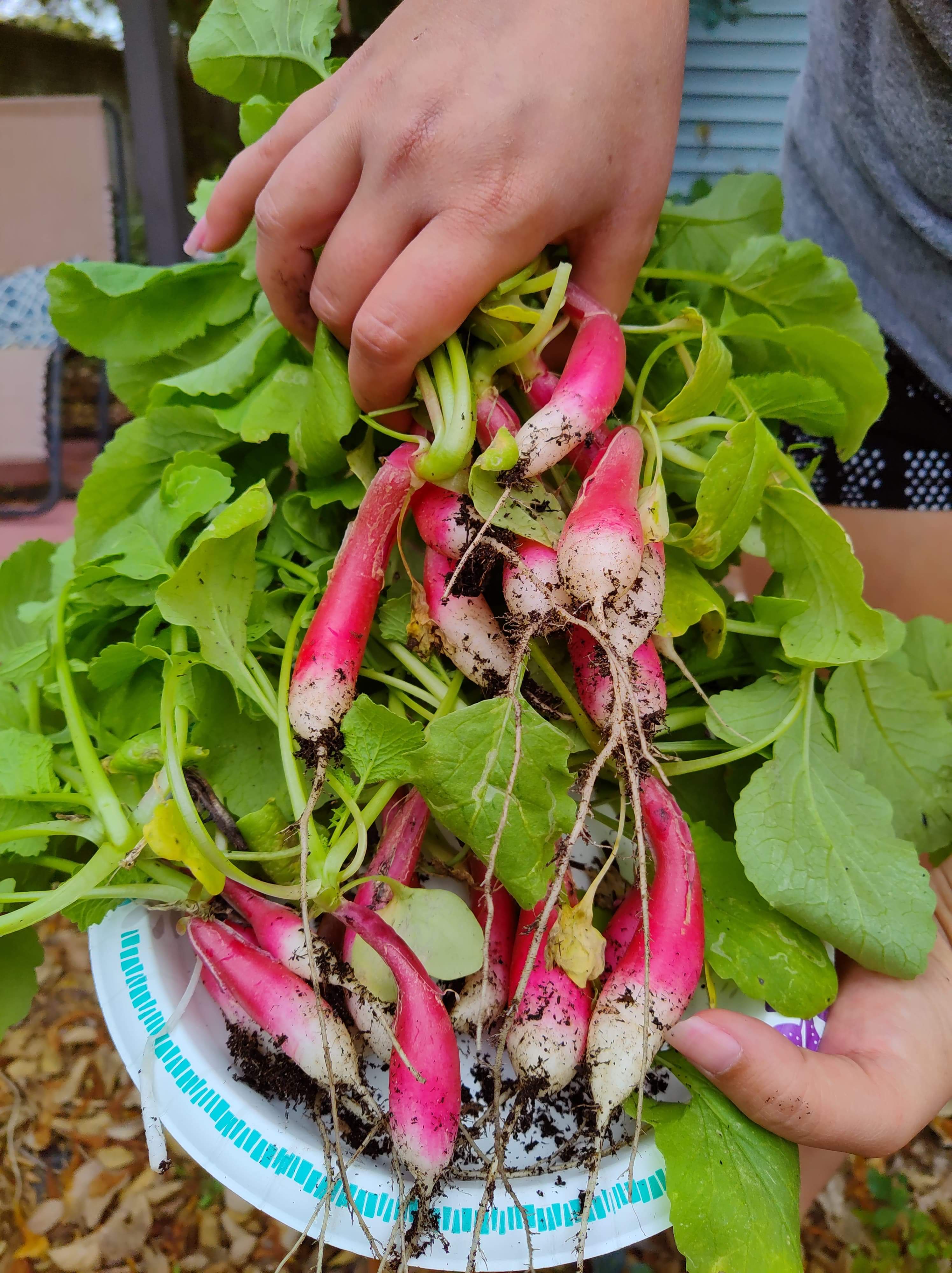 My first harvest of French breakfast radish! r/vegetablegardening