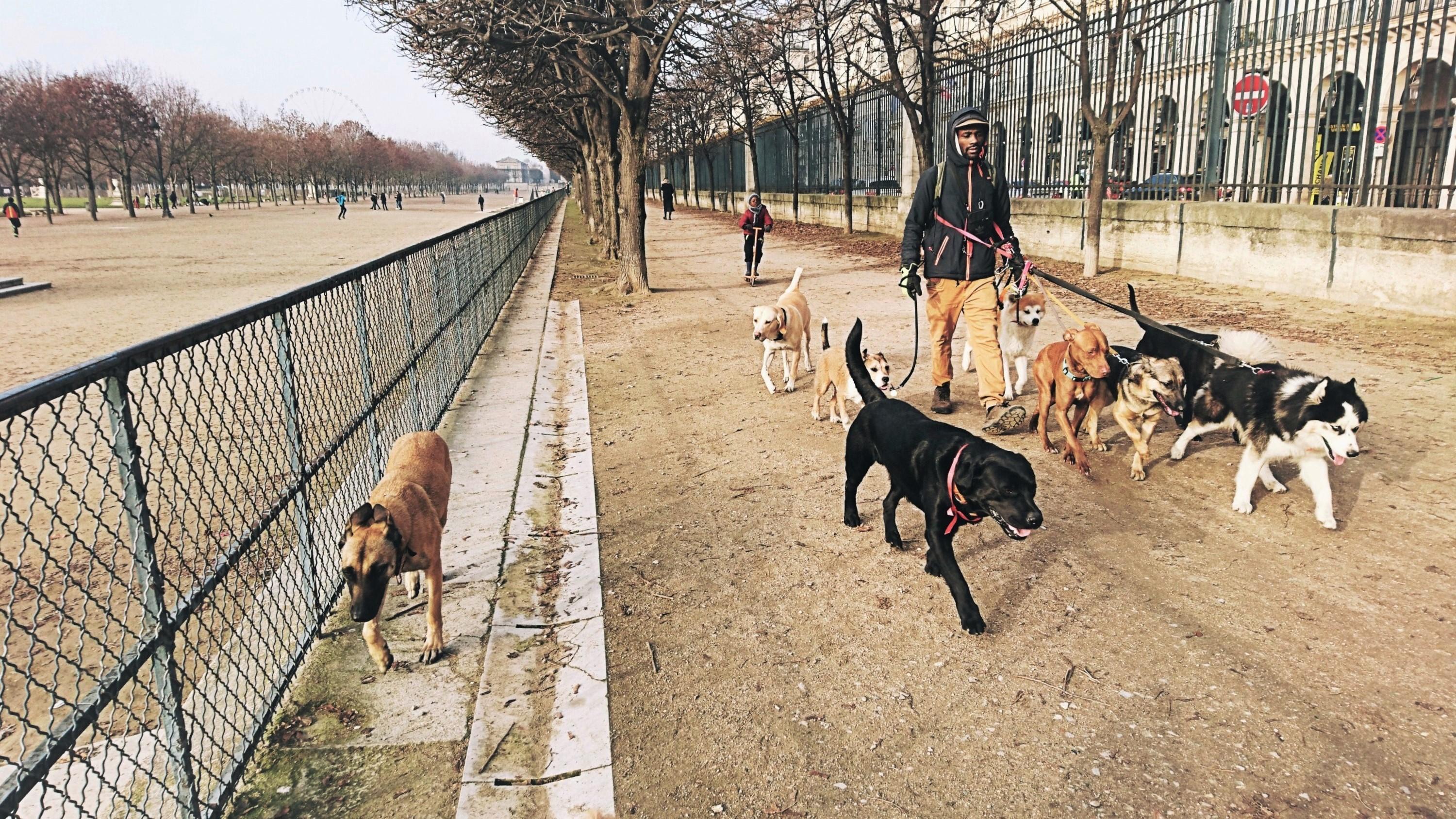 Dog Walker in Paris r/pics