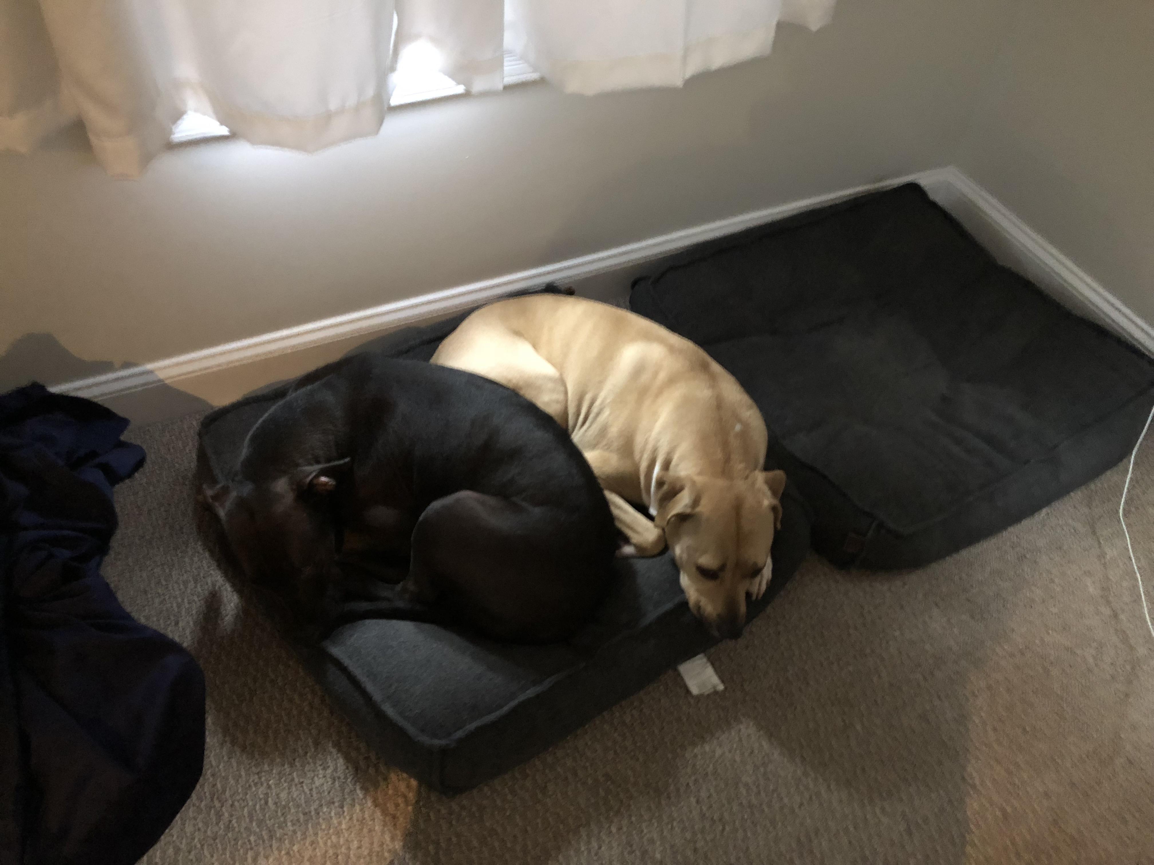 Daddy, Why Buy Us Two Beds When We Can Fit in One?? r/pitbulls