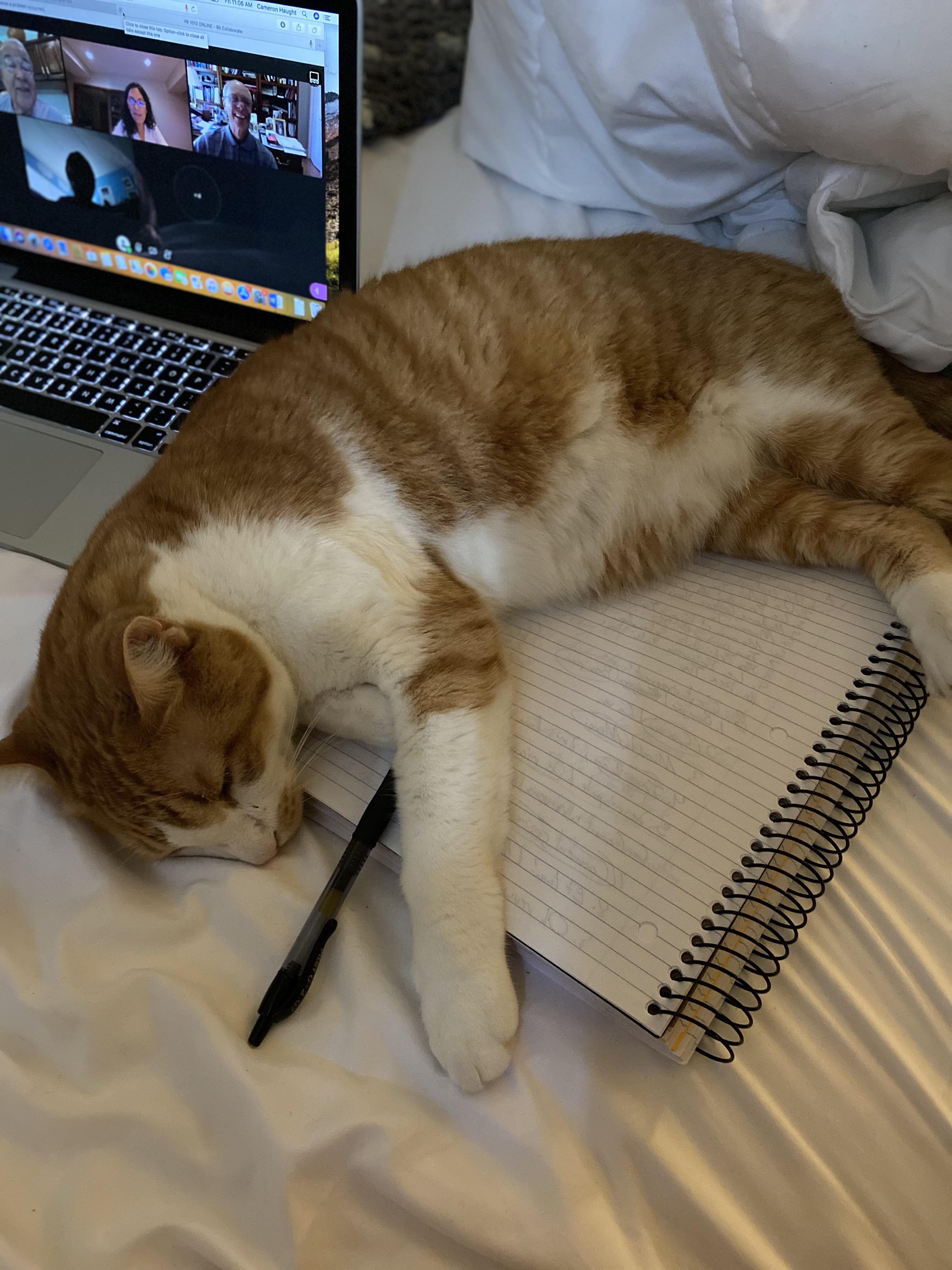 My cat makes studying difficult r/cats