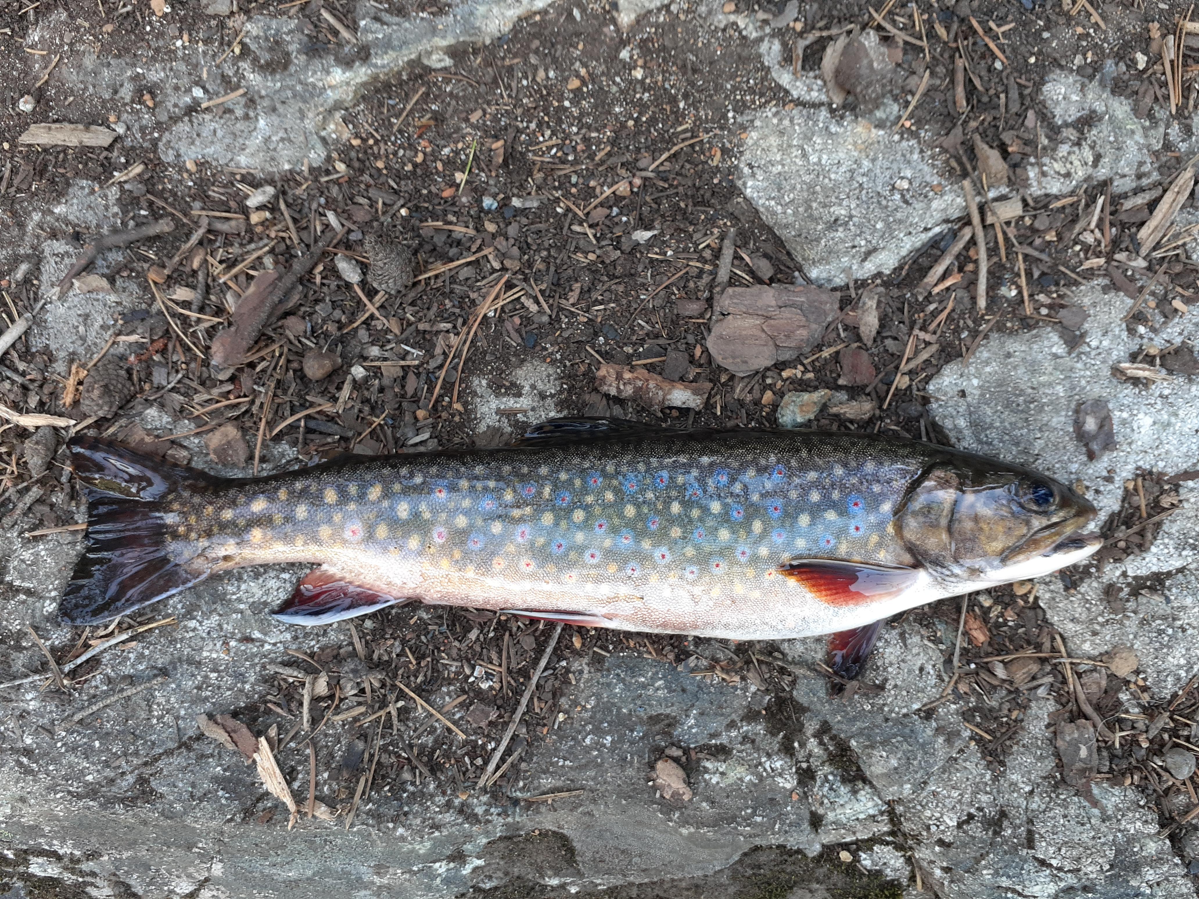 My first Brook Trout! Caught in the mountains near Squamish, BC r