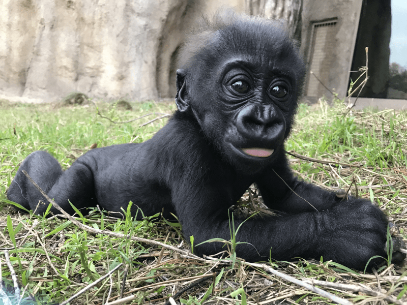 Cute Baby Gorilla Pictures