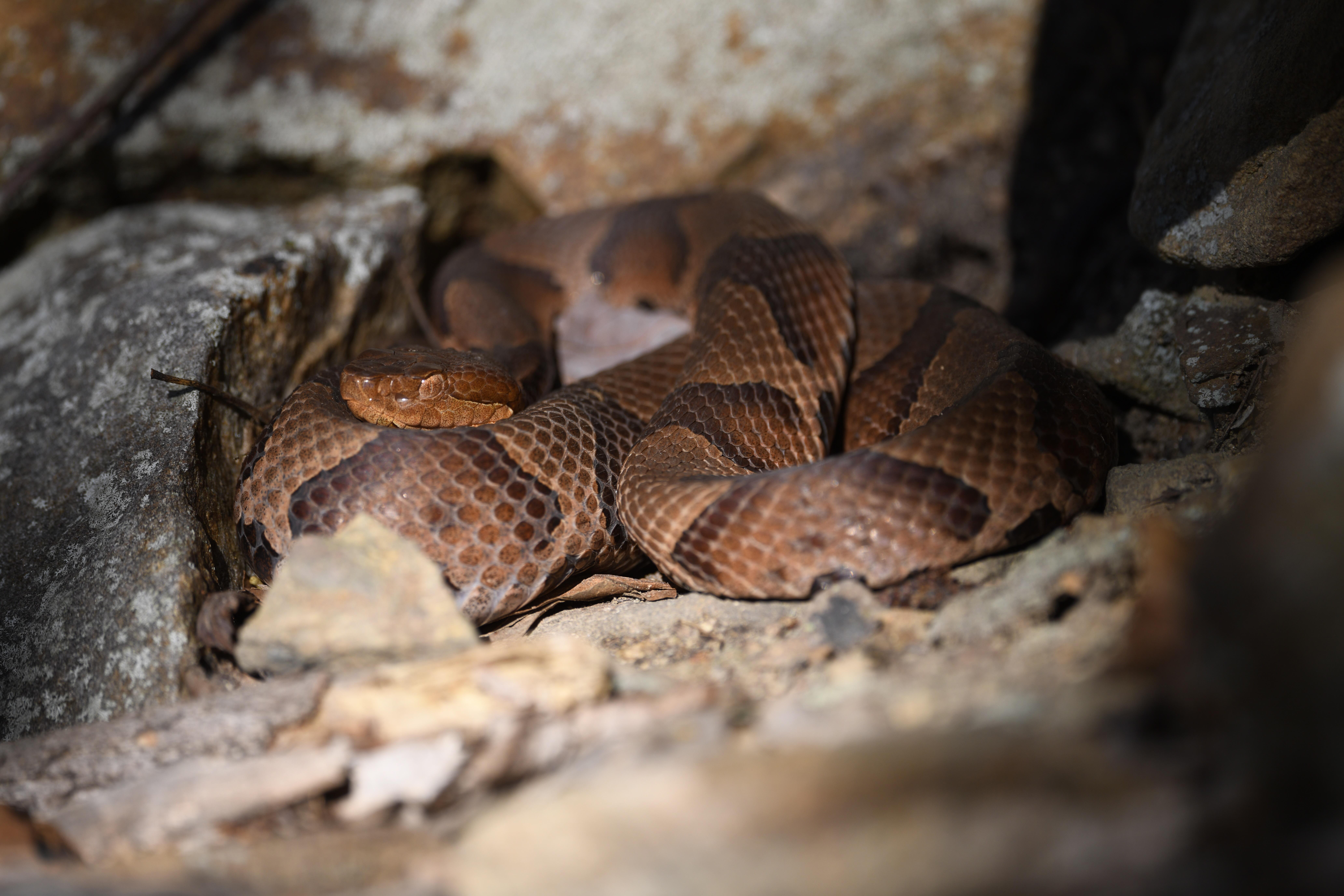Copperhead in a remote part of PA r/wildlifephotography