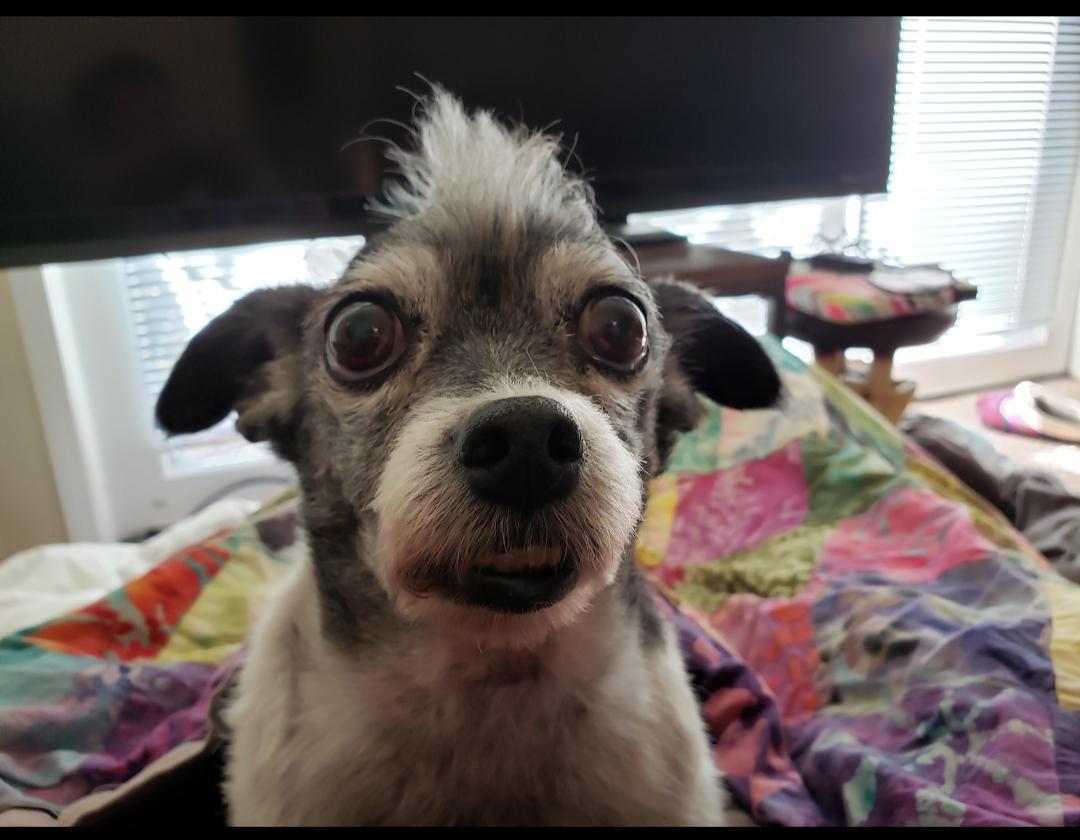 My dog is so ugly he's cute! (Really just a bad picture