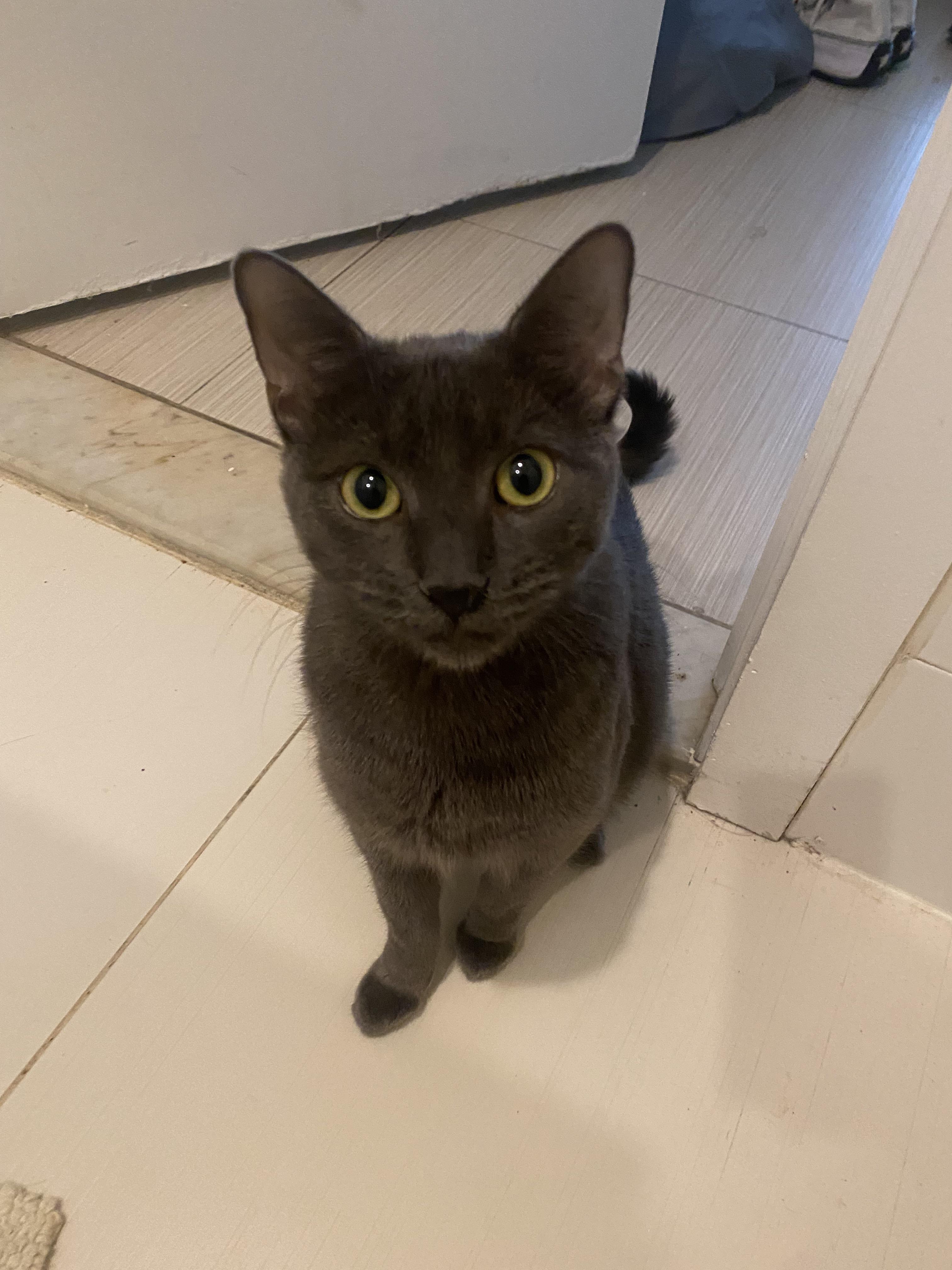 adopted a cat and he’s been congested, coughing, sneezing, and wheezing