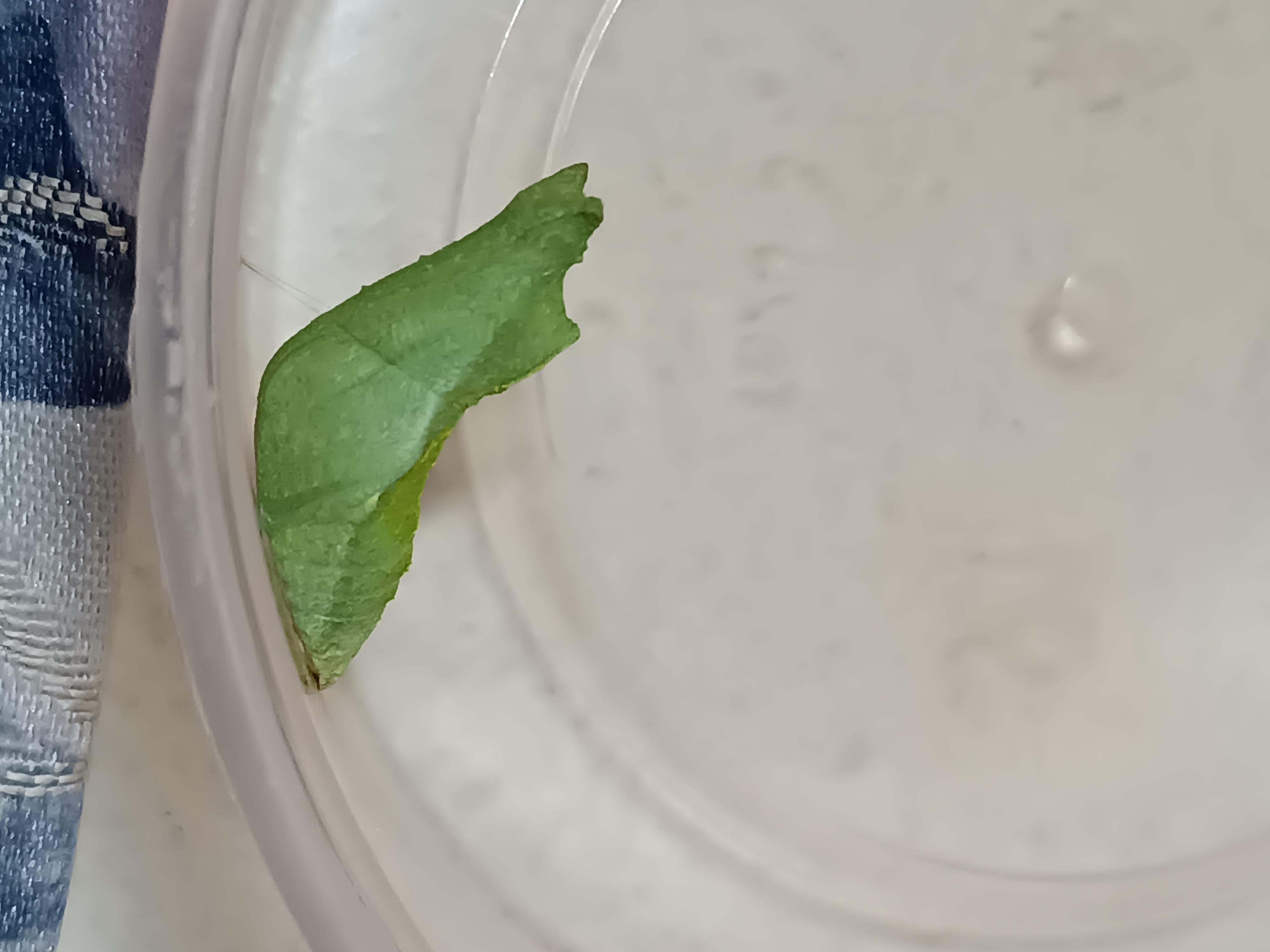My caterpillar turned into a chrysalis! r/caterpillars