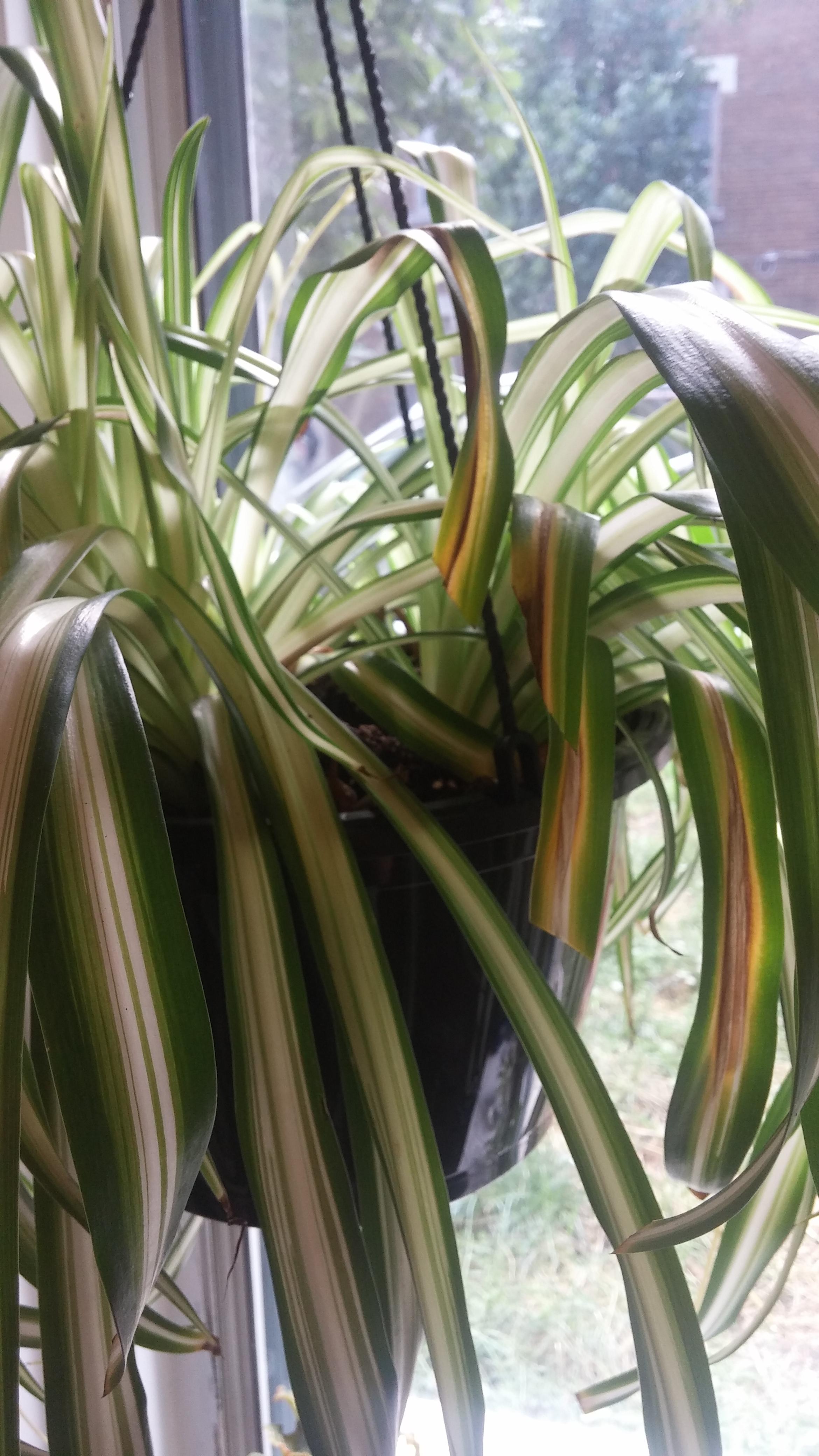 Anybody have any tips as to why my spider plant is yellowing in the