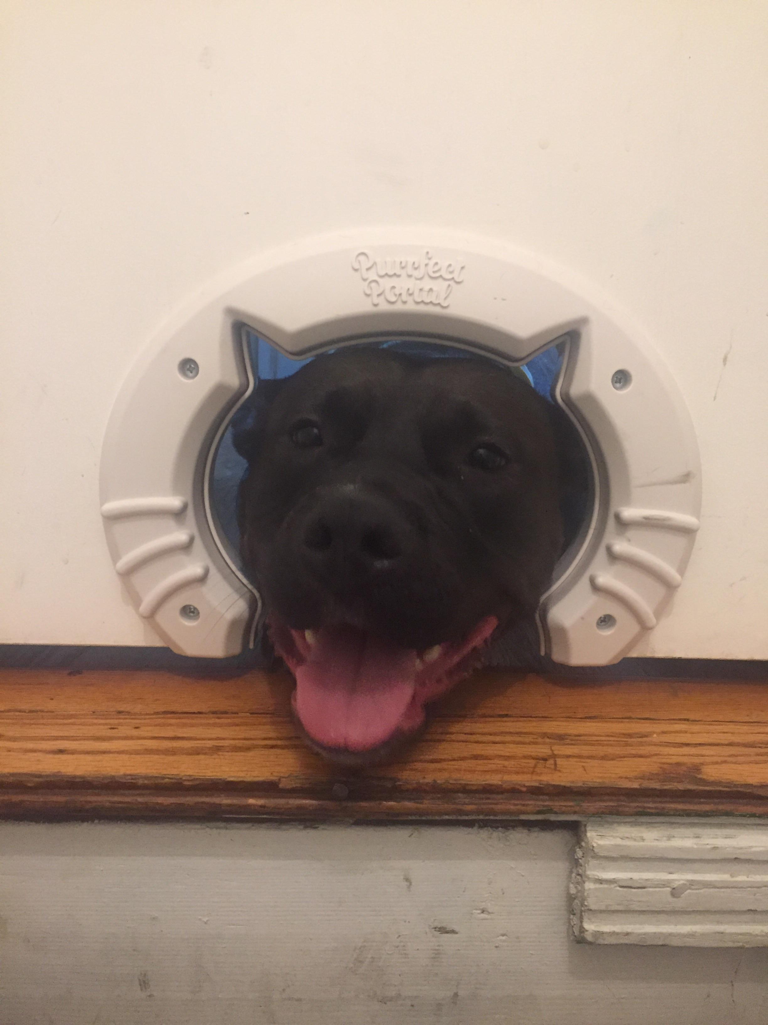 Every time I go to the basement this is how my dog waits for me. r/aww