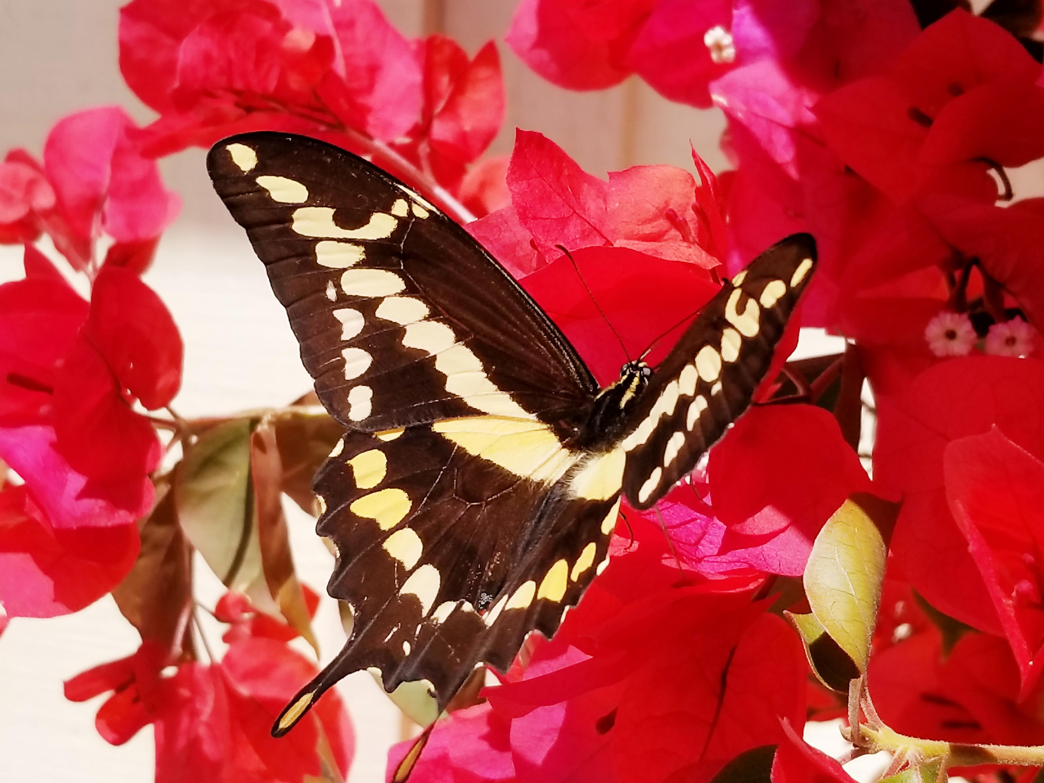 I had an incredible moment with this butterfly on my Bougainvillea. I