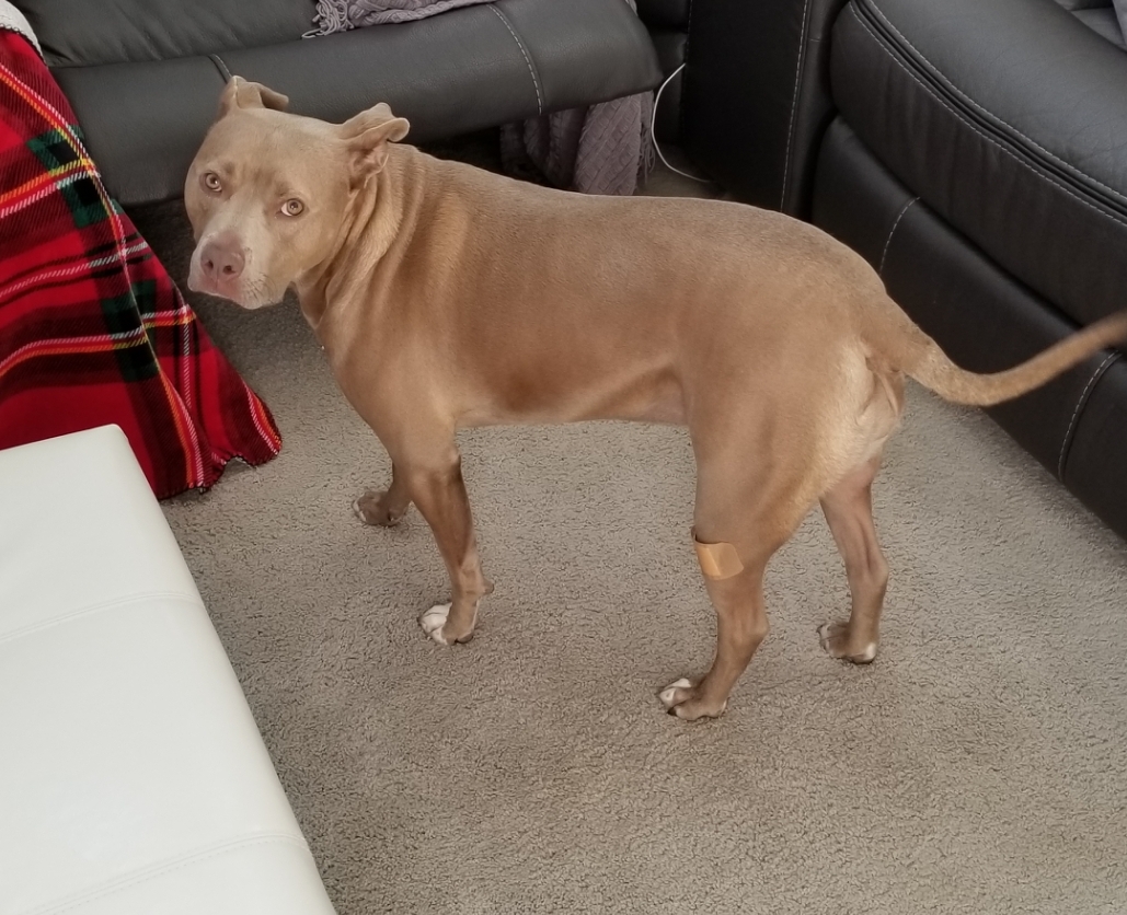 My little hippo Lucy fell and scraped her leg while she was running